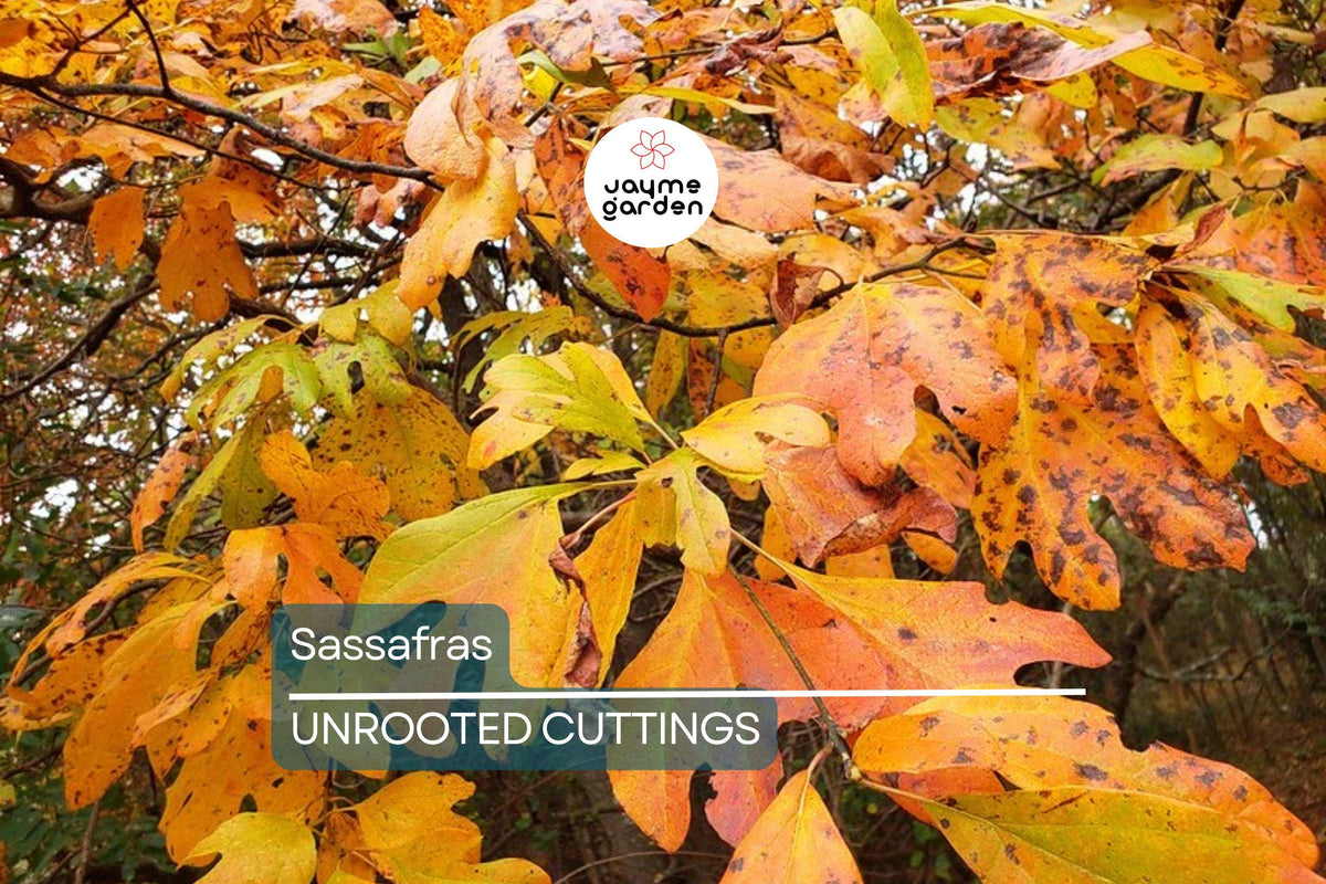 8 Sassafras Cuttings for Propagation | Fast-Growing Tree with Colorful Fall Foliage | Sassafras albidum