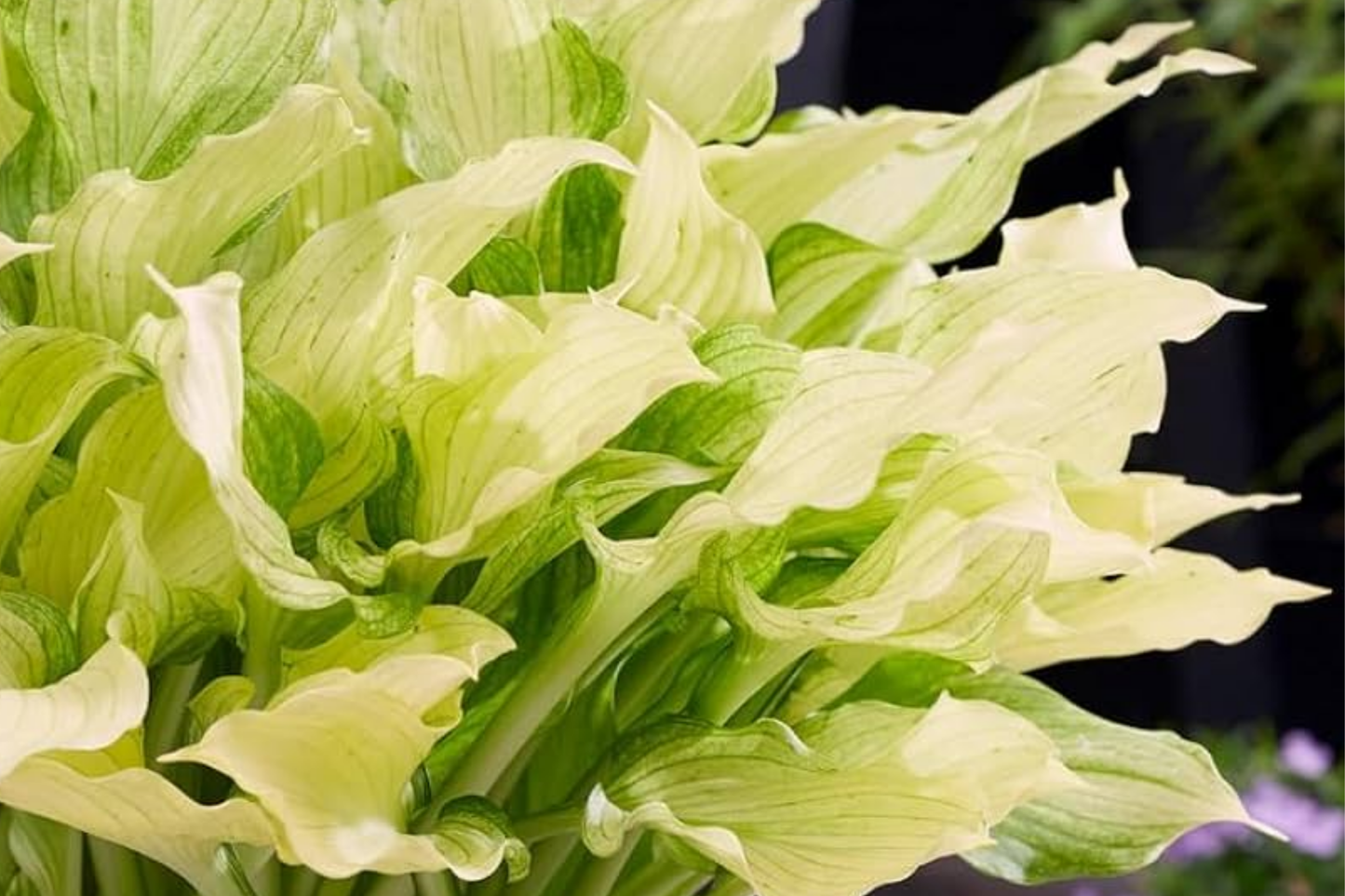 Rare White Feather Hosta Live Bare Root Perennial Shade-Loving Plant with Unique White Foliage, Cold Hardy USDA Zones 3-9