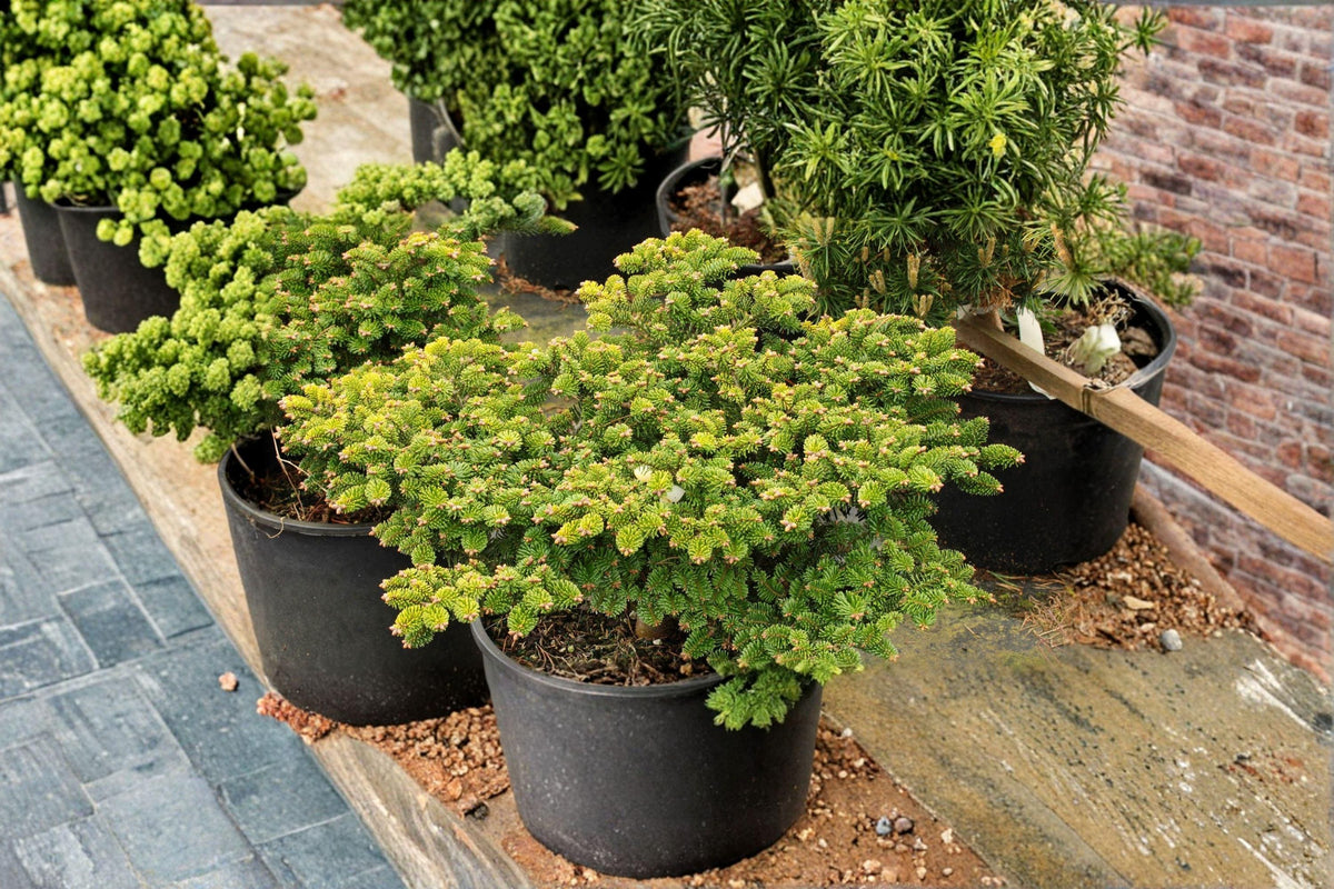 European Silver Fir Seeds - 10 Seeds, Fragrant Evergreen Conifer, Abies alba - Ideal for Woodland Gardens & Landscaping