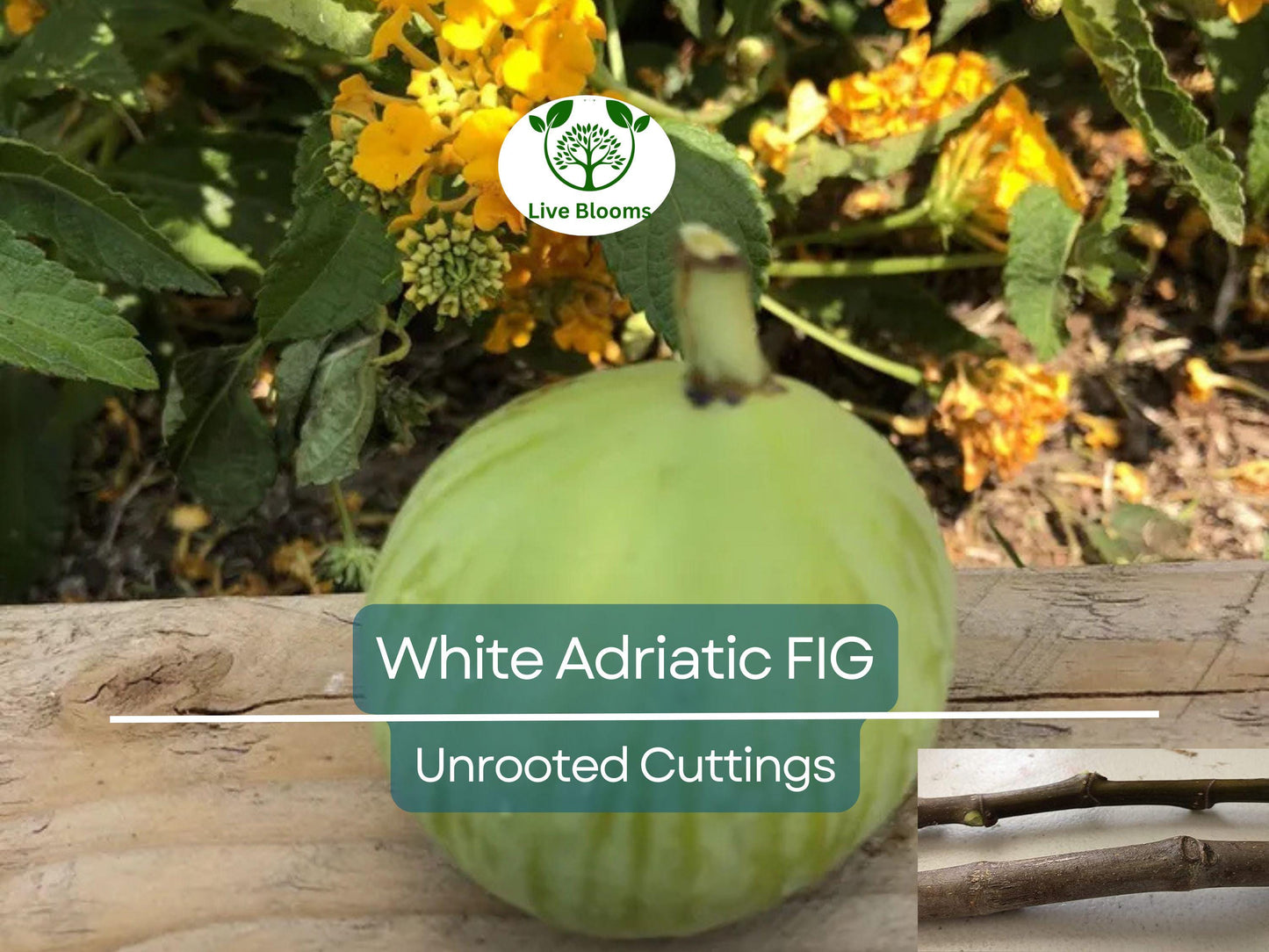 5 White Adriatic Fig Unrooted Cuttings 6-8" - Ficus carica for Home Gardens & Propagation
