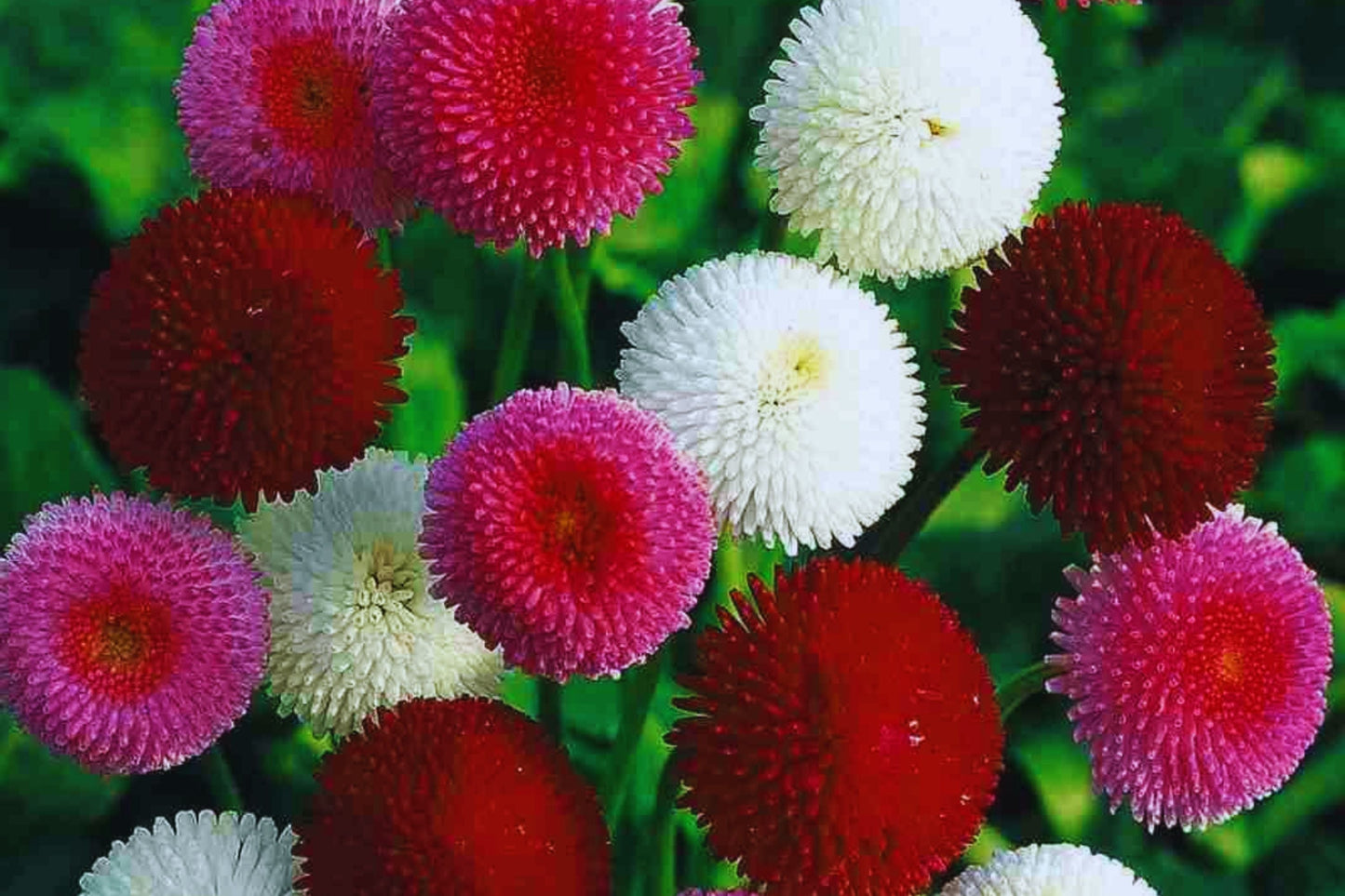 Painted Daisy Seeds | Bellis perennis | Non-GMO Mixed Perennial Flowers