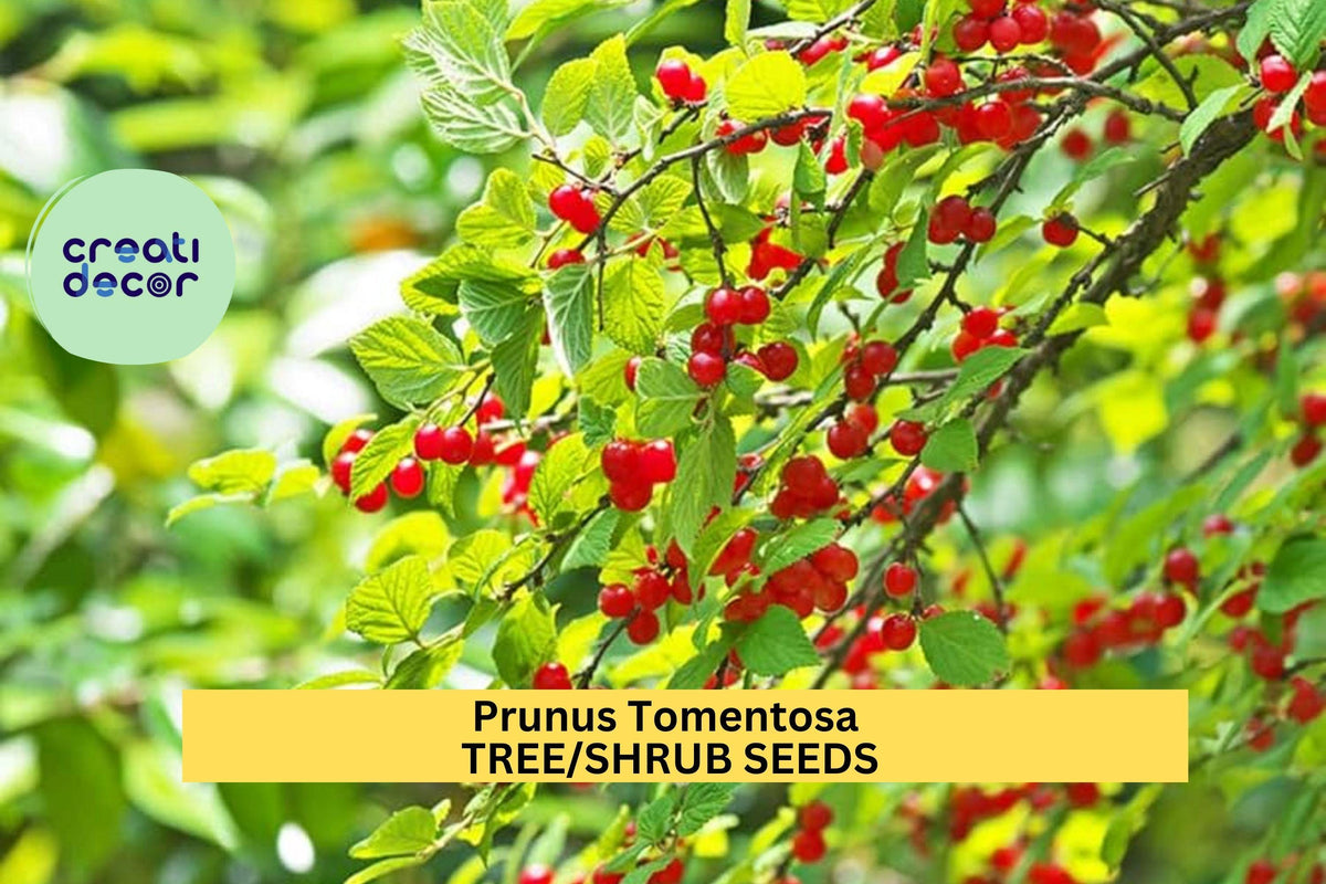Nanking Cherry Seeds - 10 Prunus tomentosa Seeds for Edible Hedges, Flowering Borders, Wildlife Gardens, Pink-White Blossoms