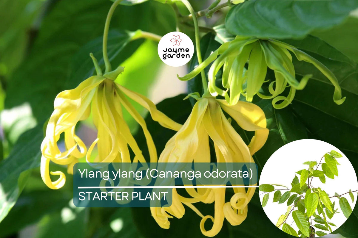 Live Ylang Ylang Tree 1'-2' Starter Plant | Cananga odorata | Fragrant Tropical Tree with Aromatic Star-Shaped Flowers