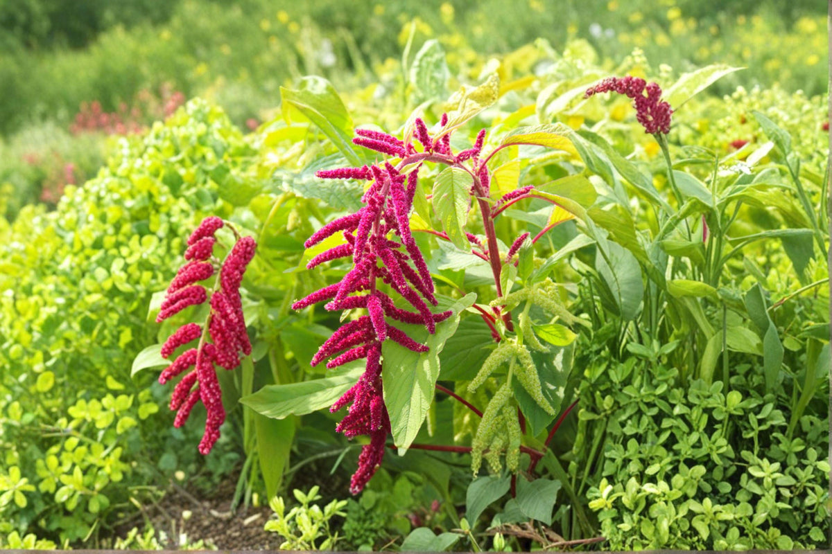 Love Lies Bleeding Seeds - 100 Seeds - Dramatic Red Flowering Amaranthus caudatus - Ornamental Annual for Gardens