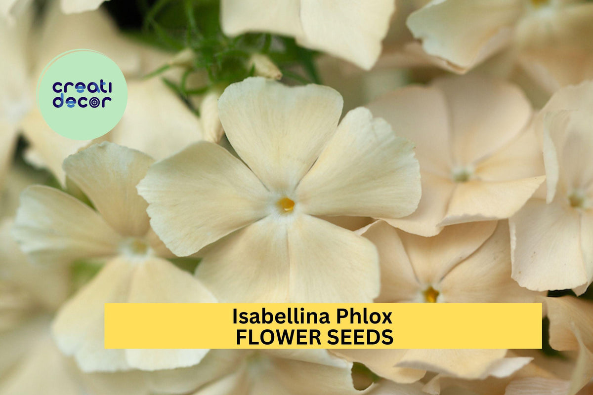 100+ Isabellina Phlox Seeds – Soft Butter-Yellow Annual Blooms for Borders & Pollinator Gardens