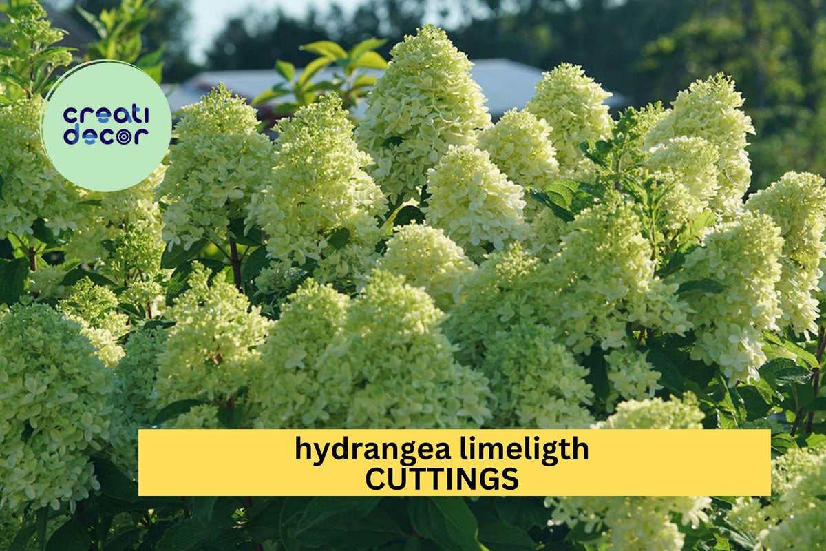 6 Rooted Limelight Hydrangea Cuttings | Hydrangea Paniculata 6-10" Starter Plants | Hardy Blooming Shrub