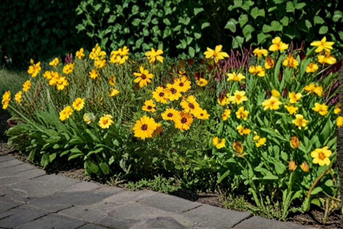 Golden Wave Tickseed Seeds - 100 Count - Coreopsis basalis - Native Annual Wildflower - Long Blooming Yellow Flowers