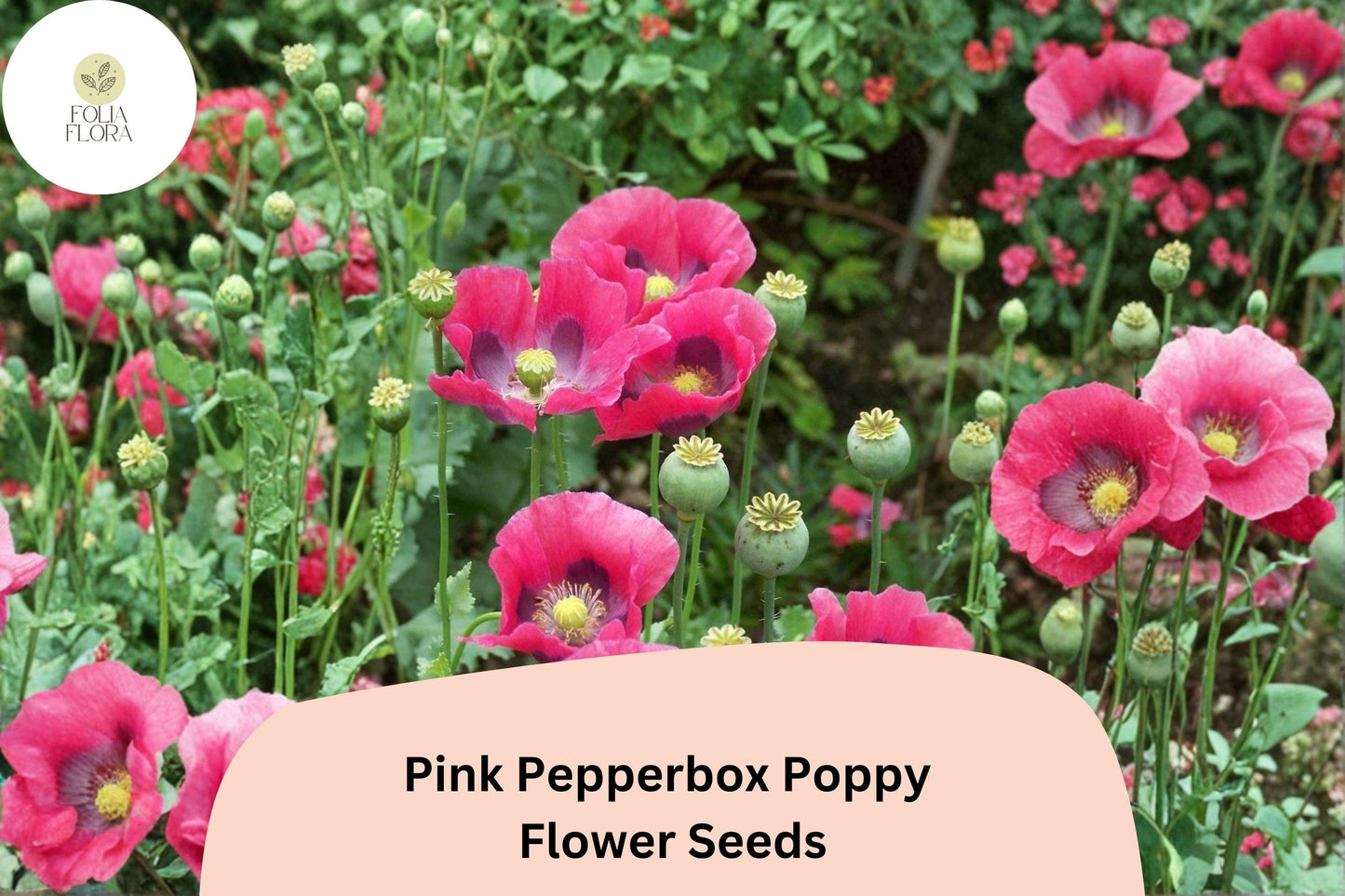 200+ Pink Pepperbox Poppy Seeds – Easy to Grow Perennial with Unique Soft Pink Blooms