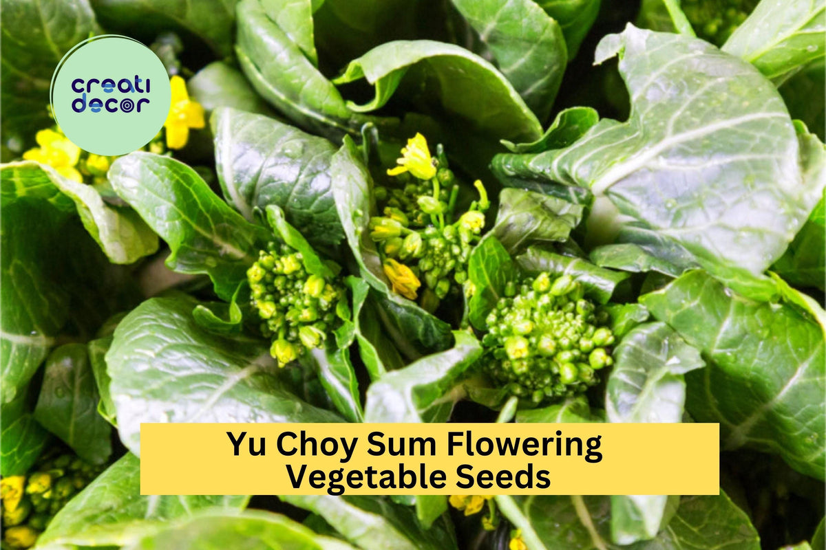 Yu Choy Sum Seeds 3pcs 500mg - Fast-Growing Asian Greens for Stir-Fry & Salads - Brassica rapa var. parachinensis