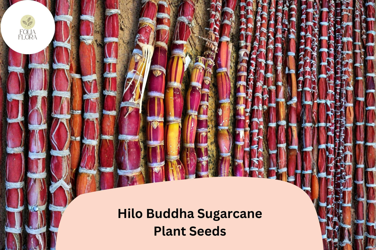 Hilo Buddha Hawaiian Sugarcane Seeds – 30 Rare Saccharum officinarum Seeds for Tropical Gardens