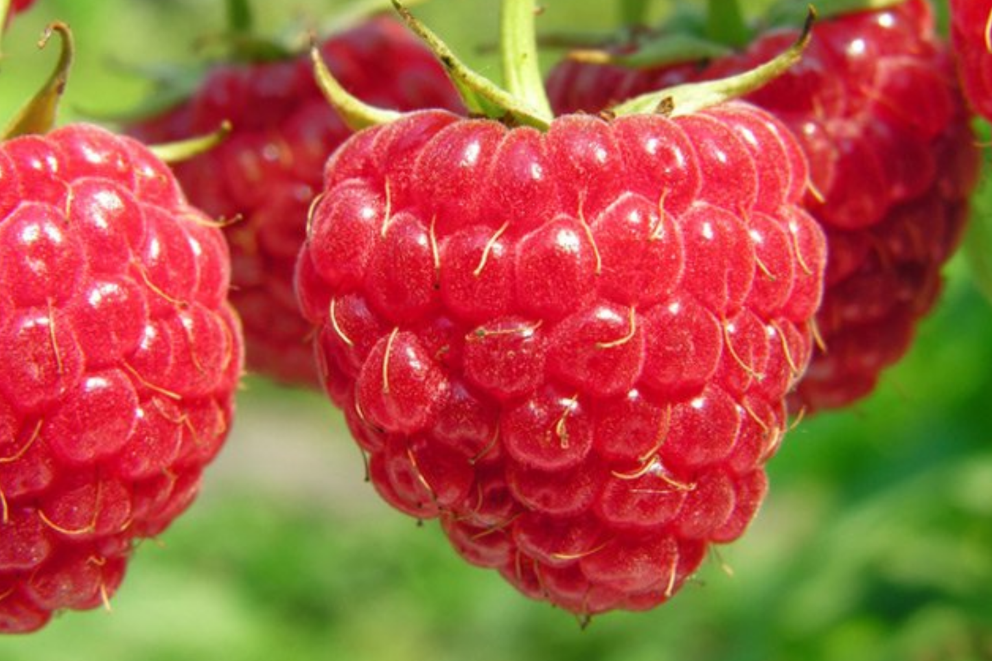 3 Nantahala Red Raspberry Plants - Bare Root Fruit Bush for Zones 4-9, Edible Perennial, Heavy-Yielding, Cold-Hardy Rubus idaeus