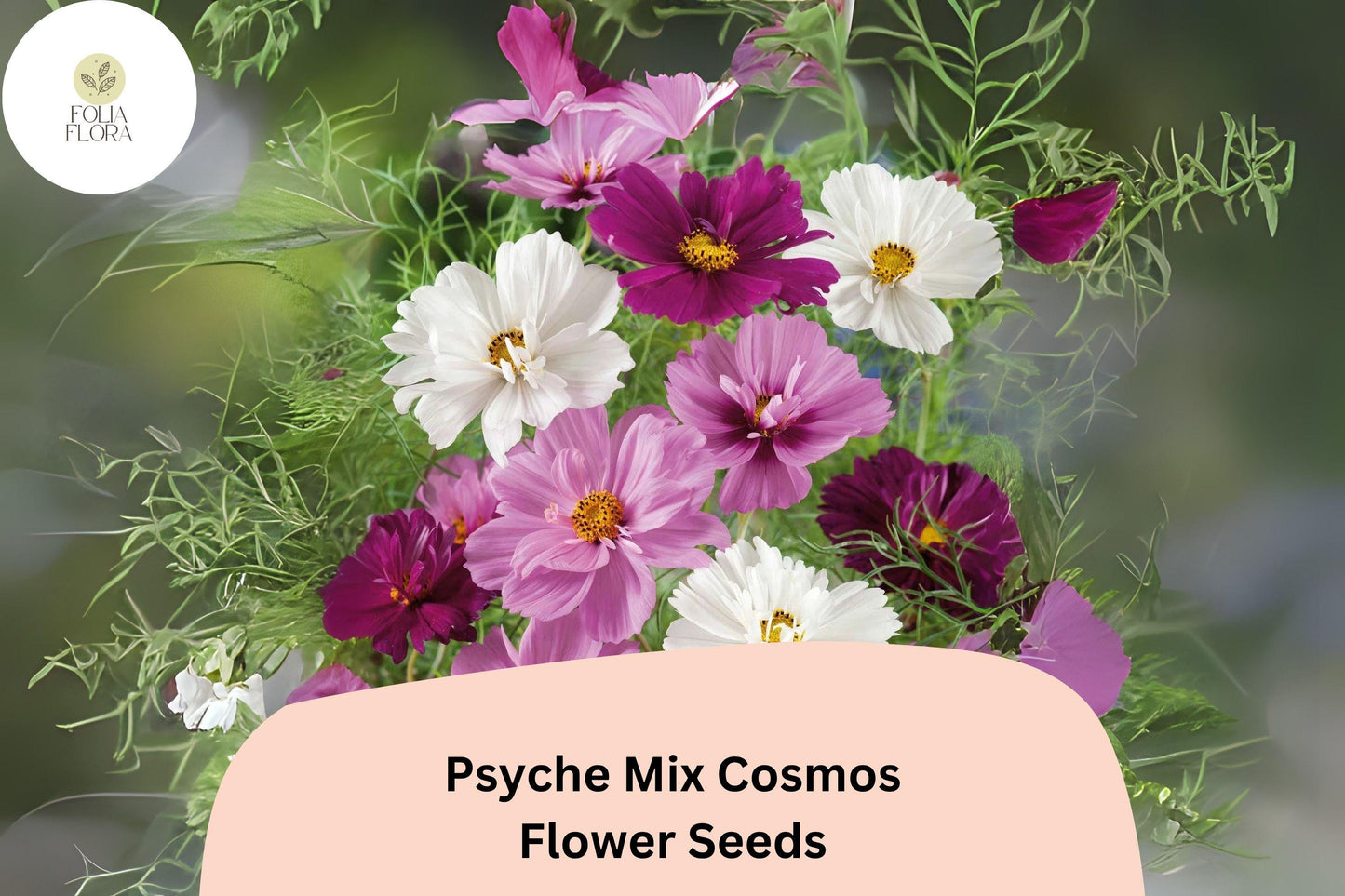 200+ Psyche Mix Cosmos Seeds | Cosmos Bipinnatus White Pink Red Annual Flowers for Garden