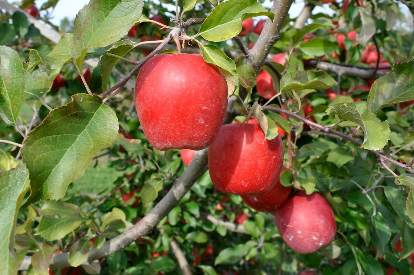 Live Gala Apple Tree, Bare Root, 2-3ft Tall, Spring Planting, Hardy Zones 5-8, Fruit Tree for Garden or Orchard