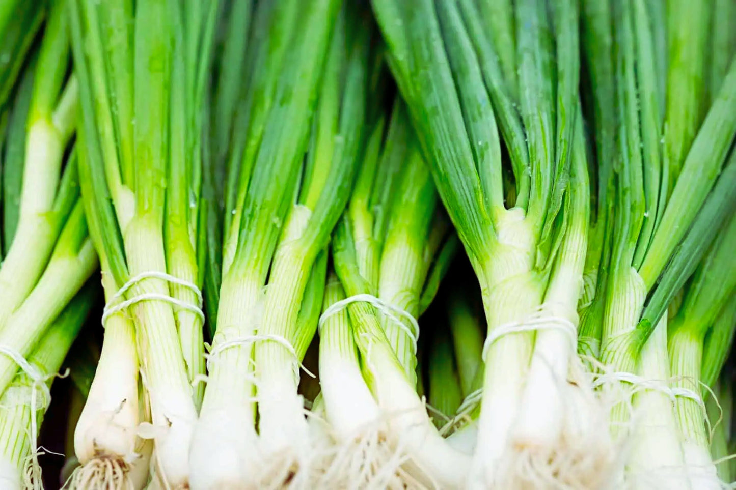 Evergreen Bunching Onion Seeds | Non-GMO Heirloom Allium fistulosum | Fresh Garden Seeds