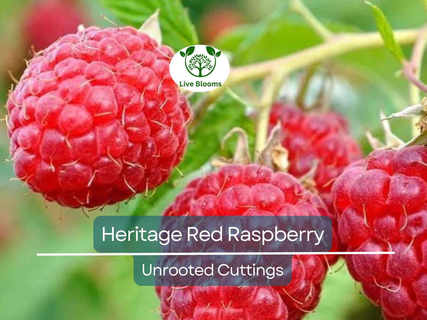 4 Red Raspberry Heritage Scion Cuttings - Rubus idaeus Unrooted 10-12” for Rooting or Grafting