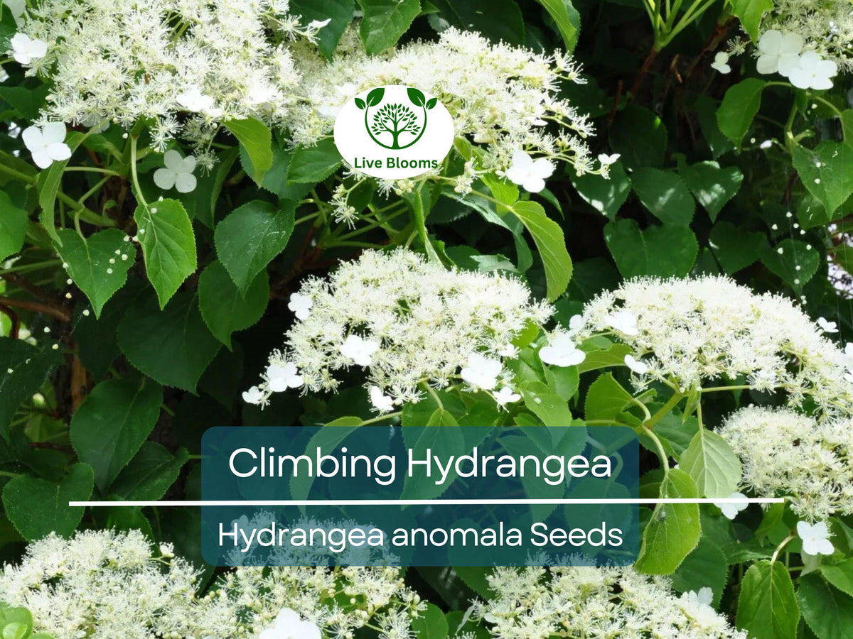 50 Climbing Hydrangea Seeds, Vining Flower Bush, Hardy Evergreen Shrub, Hydrangea anomala, Ideal for Gardens & Fences