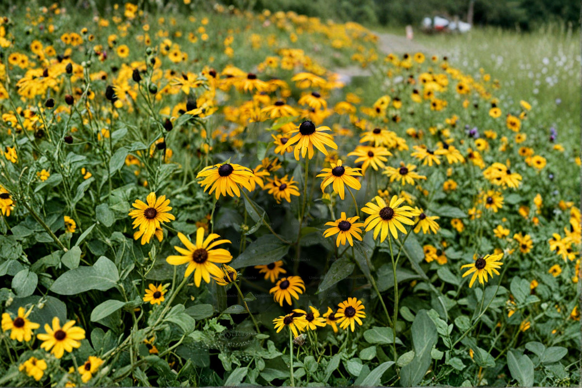 Black-Eyed Susan Seeds - 400 Seeds - Rudbeckia hirta - Native Wildflower - Hardy Perennial - Pollinator Favorite - Yellow Flowers