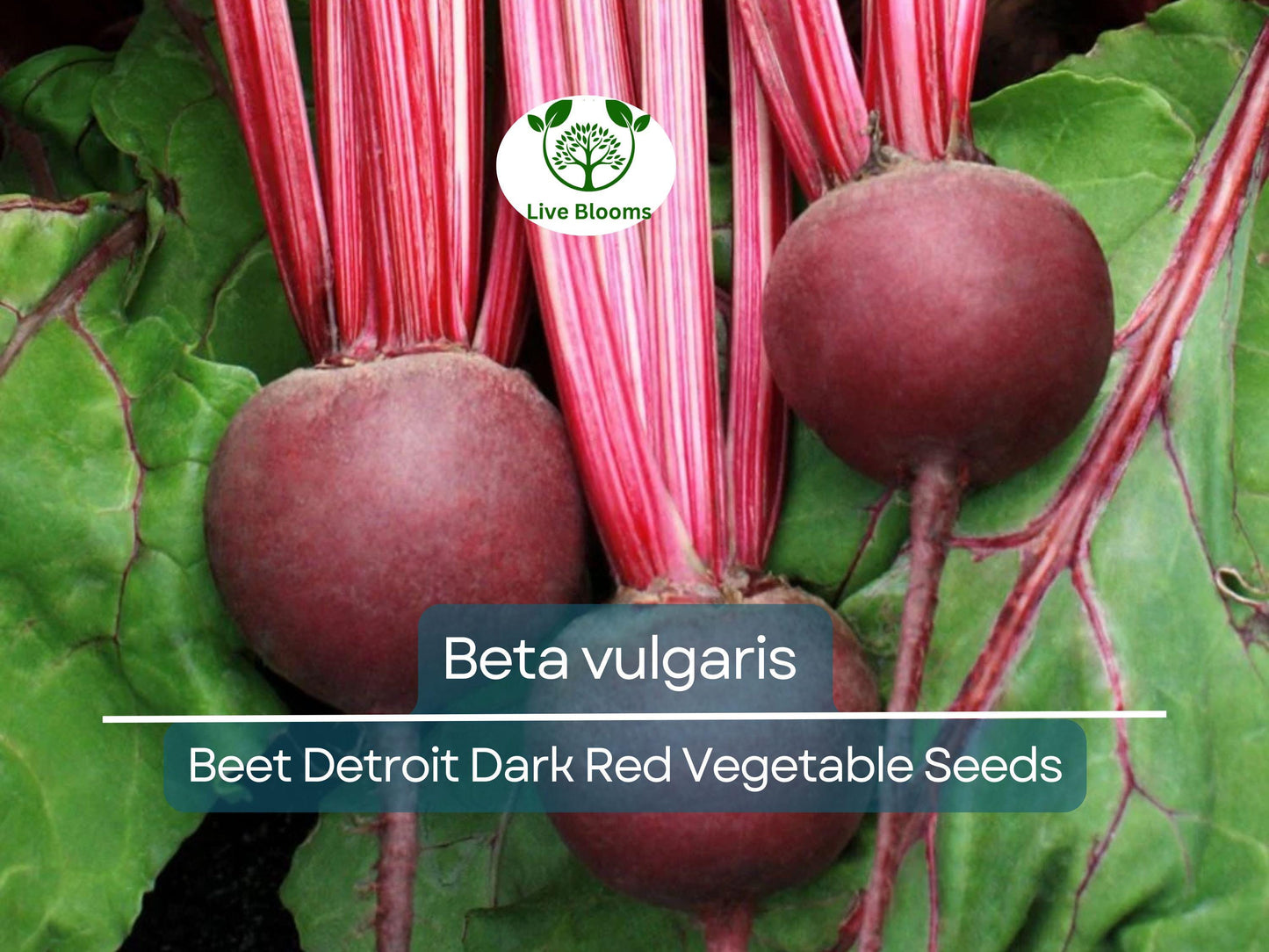 40 Seeds Beet Detroit Dark Red - Heirloom Beta vulgaris for Home Gardens & Nutritious Harvests