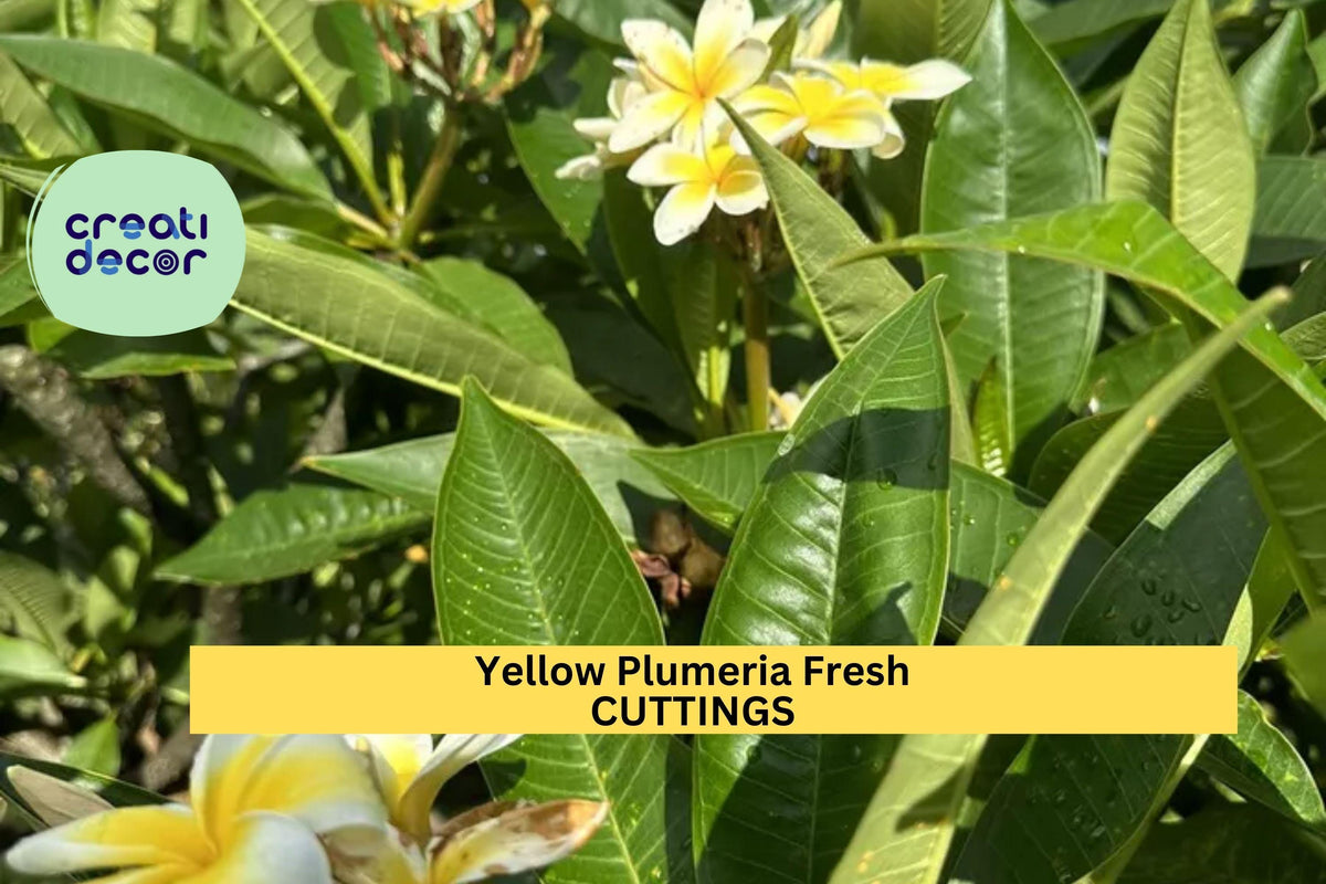 Yellow Plumeria Cutting Double Head 10" Unrooted Stem Frangipani Tropical Tree
