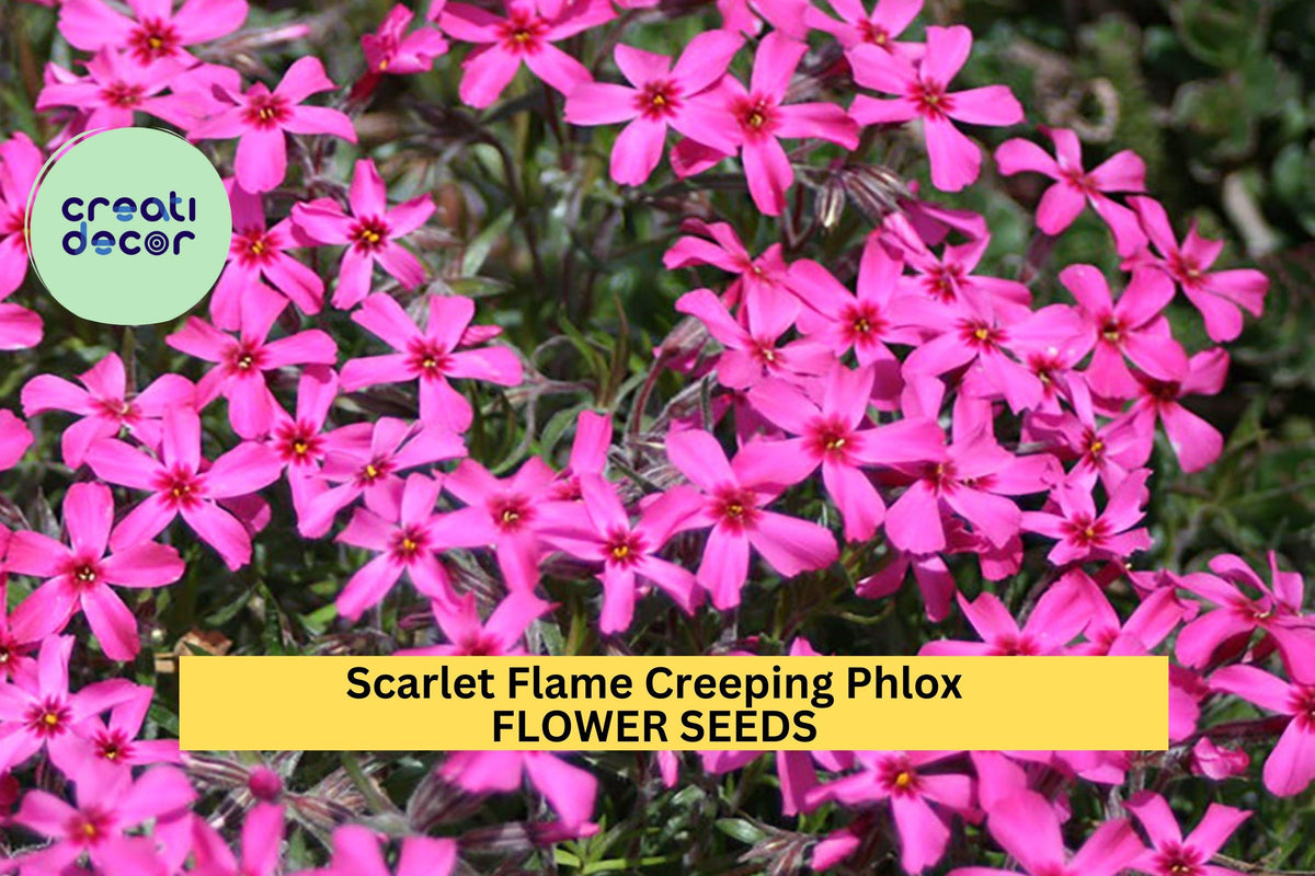 Creeping Phlox Seeds - 100+ Seeds - Scarlet Flame Groundcover - Phlox subulata - Perennial for Borders, Slopes, Rock Gardens