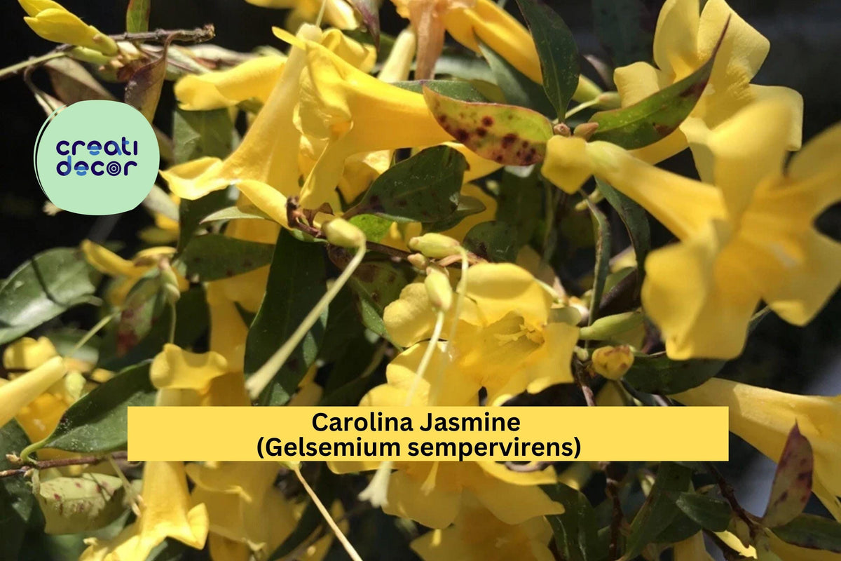 Carolina Jasmine Vine Set of 7 Bare Root Yellow Flowering Starters Gelsemium sempervirens Hummingbird Climber