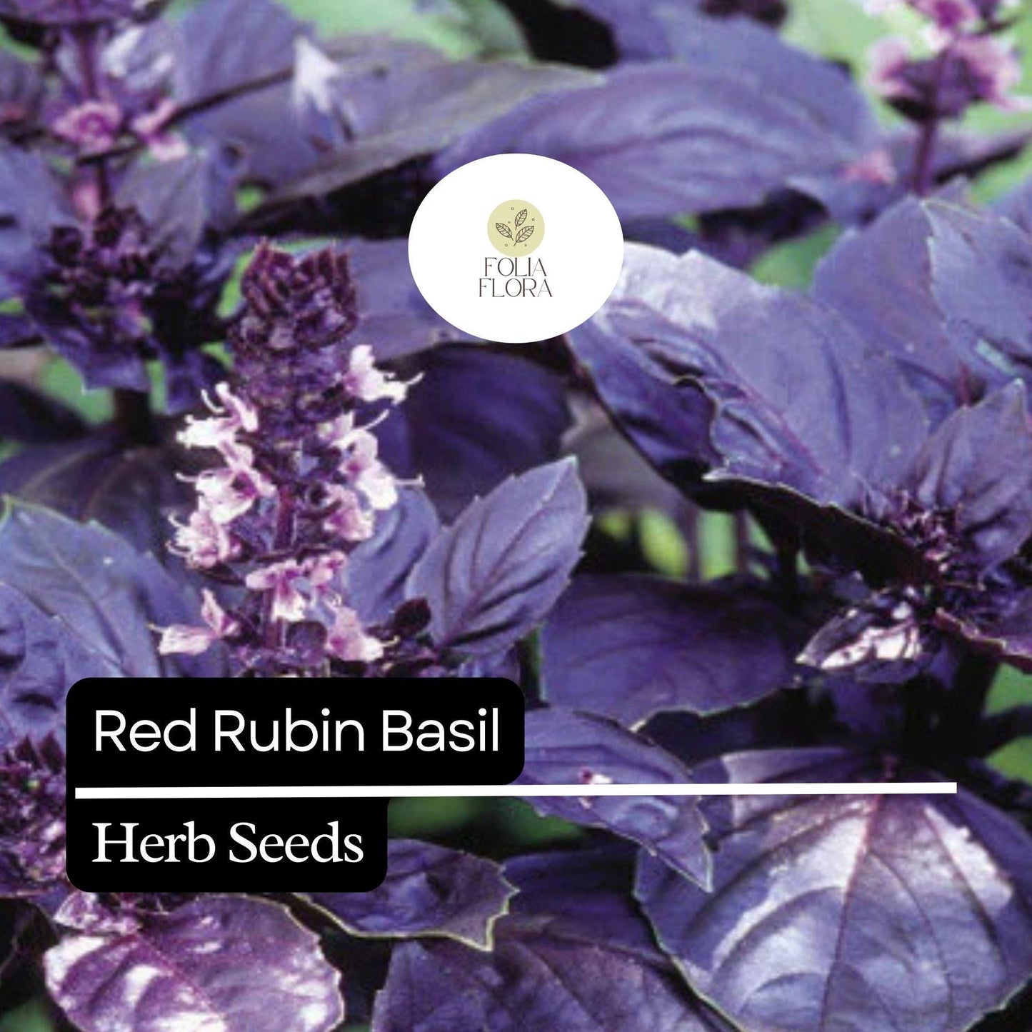 200 Red Rubin Basil Seeds – Heirloom Deep Purple Leaves, Aromatic, Non-GMO, Easy to Grow