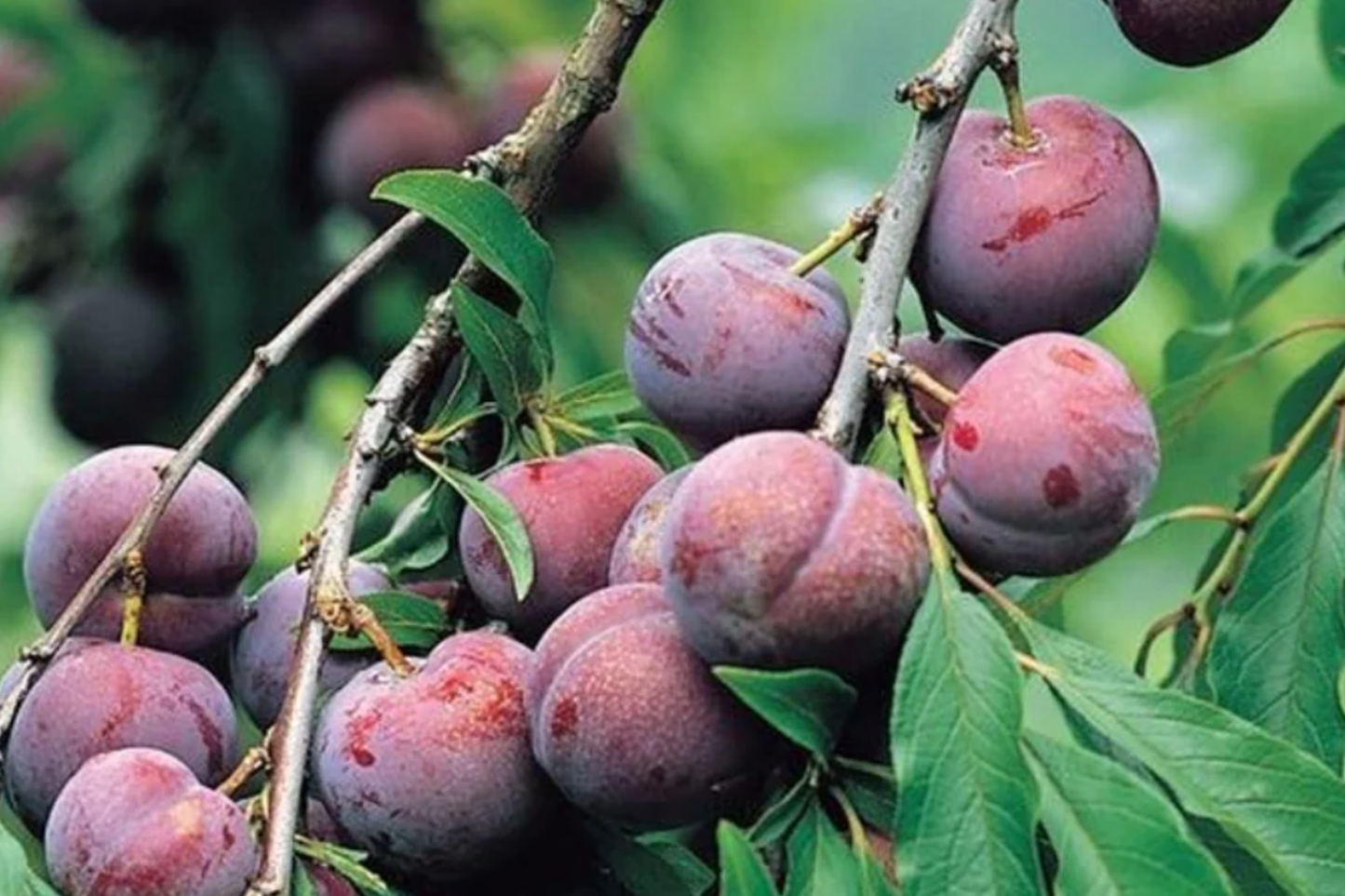 Santa Rosa Plum Tree Live Plant β 2ft Bare Root β Sweet Juicy Fruit β Fast-Growing Japanese Plum β Hardy Zones 5-9