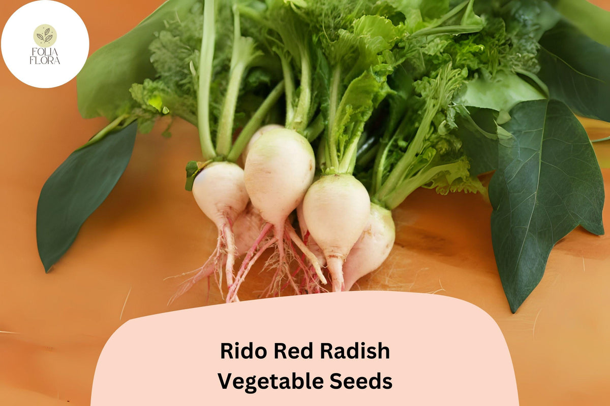 500+ Rido Red Radish Seeds – Heirloom Round Red Variety (Raphanus sativus) for Garden Planting, Crisp Flavor, Non-GMO