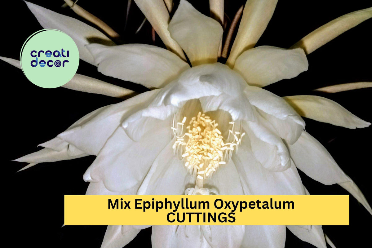 10 Night Blooming Cactus Cuttings | Epiphyllum Oxypetalum & Hookeri Mix | Rare Orchid Cactus Starters USA