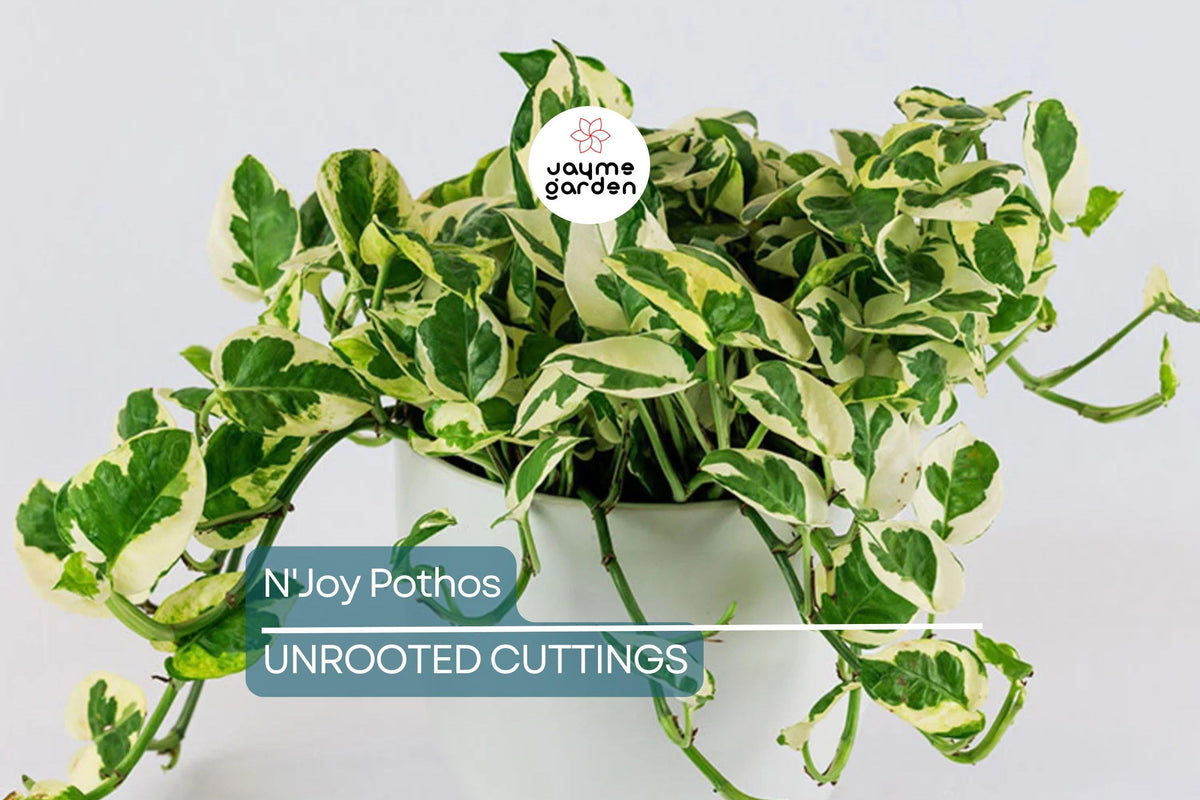 N'Joy Pothos Cuttings – 3 Unrooted Variegated Houseplant Cuttings for Propagation (Epipremnum aureum)