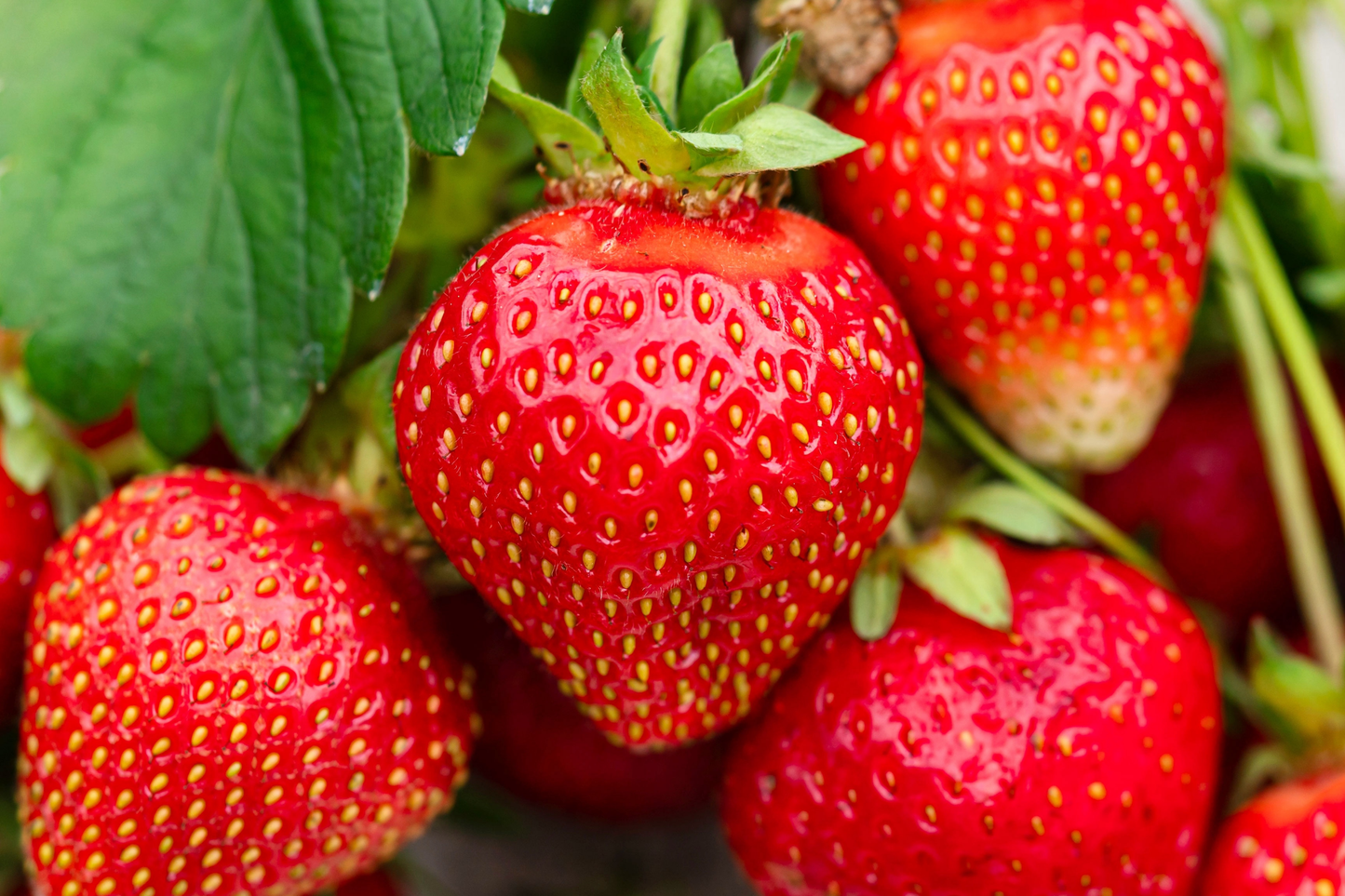 Jewel Strawberry Plants - Bare Root, Sweet Fruit, Fragaria × ananassa, Home Garden, Container Friendly