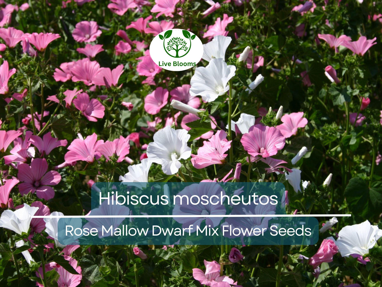 40 Seeds Rose Mallow Dwarf Mix (Hibiscus moscheutos) - Colorful Perennial Flowers for Small Gardens