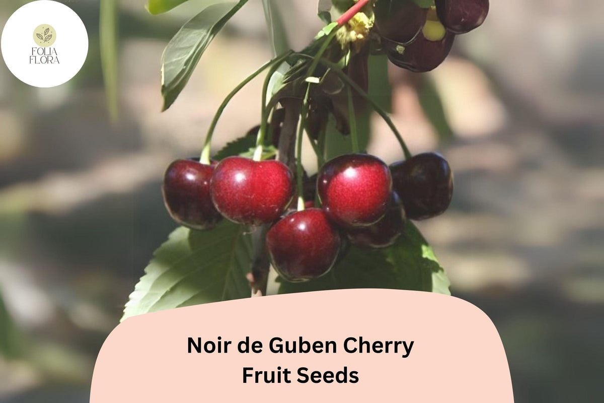 10+ Noir de Guben Cherry Seeds – Rare Sweet Black Cherry Tree, Cold-Hardy & Self-Fertile