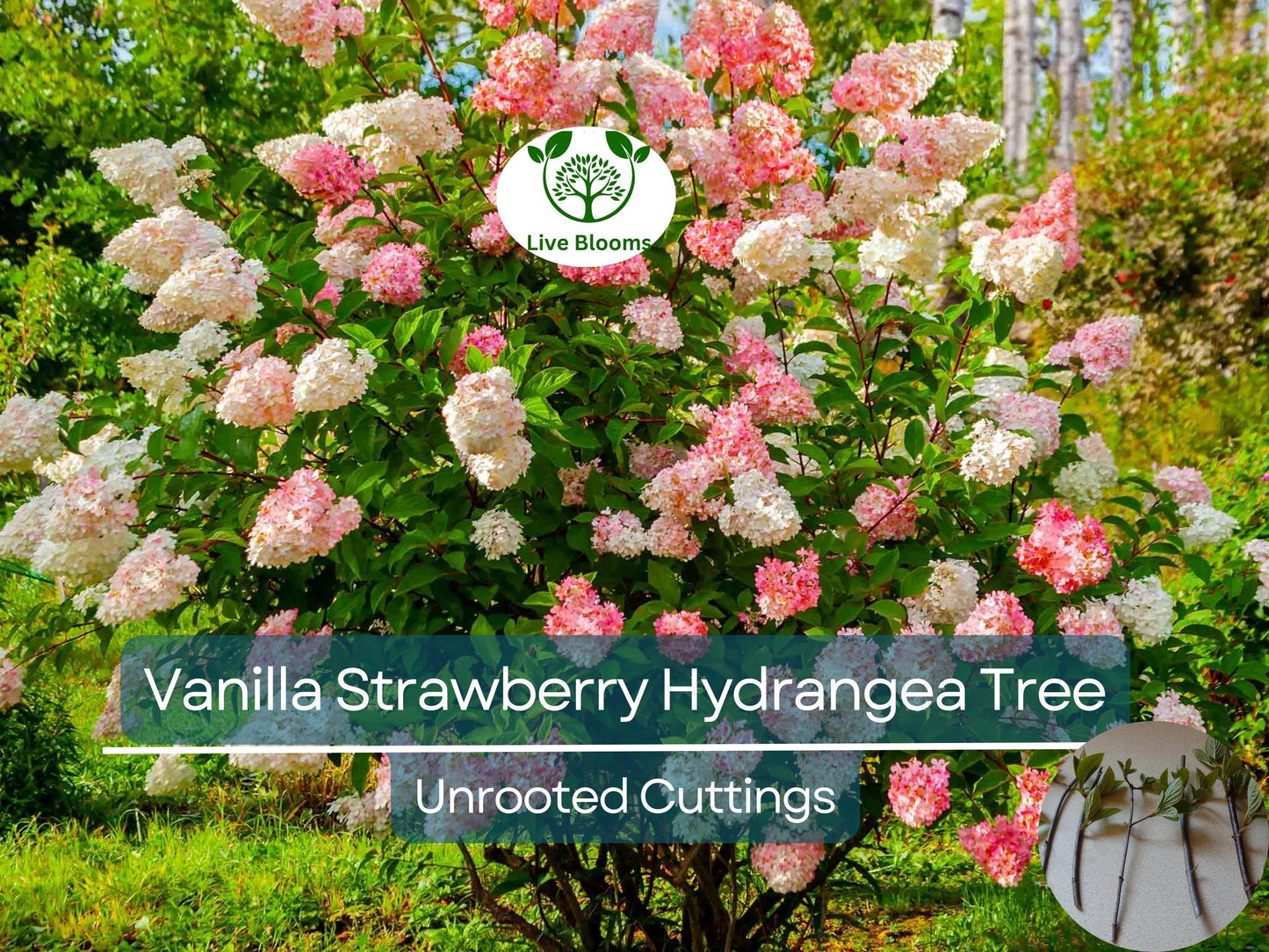 5 Fresh Unrooted Vanilla Strawberry Hydrangea Cuttings 4-7" - Hydrangea paniculata Perennial Shrub
