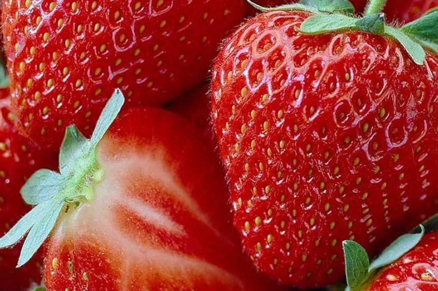 Strawberry Plants Bare Root AC Wendy June-Bearing Large Sweet Berries Fragaria × ananassa