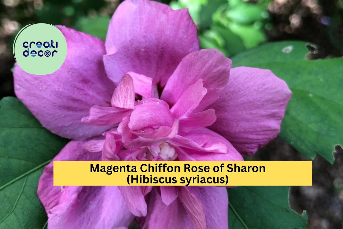 Magenta Chiffon Rose of Sharon Plant - Live Rooted Hardy Perennial Hibiscus syriacus with Double Pink Blooms for Garden