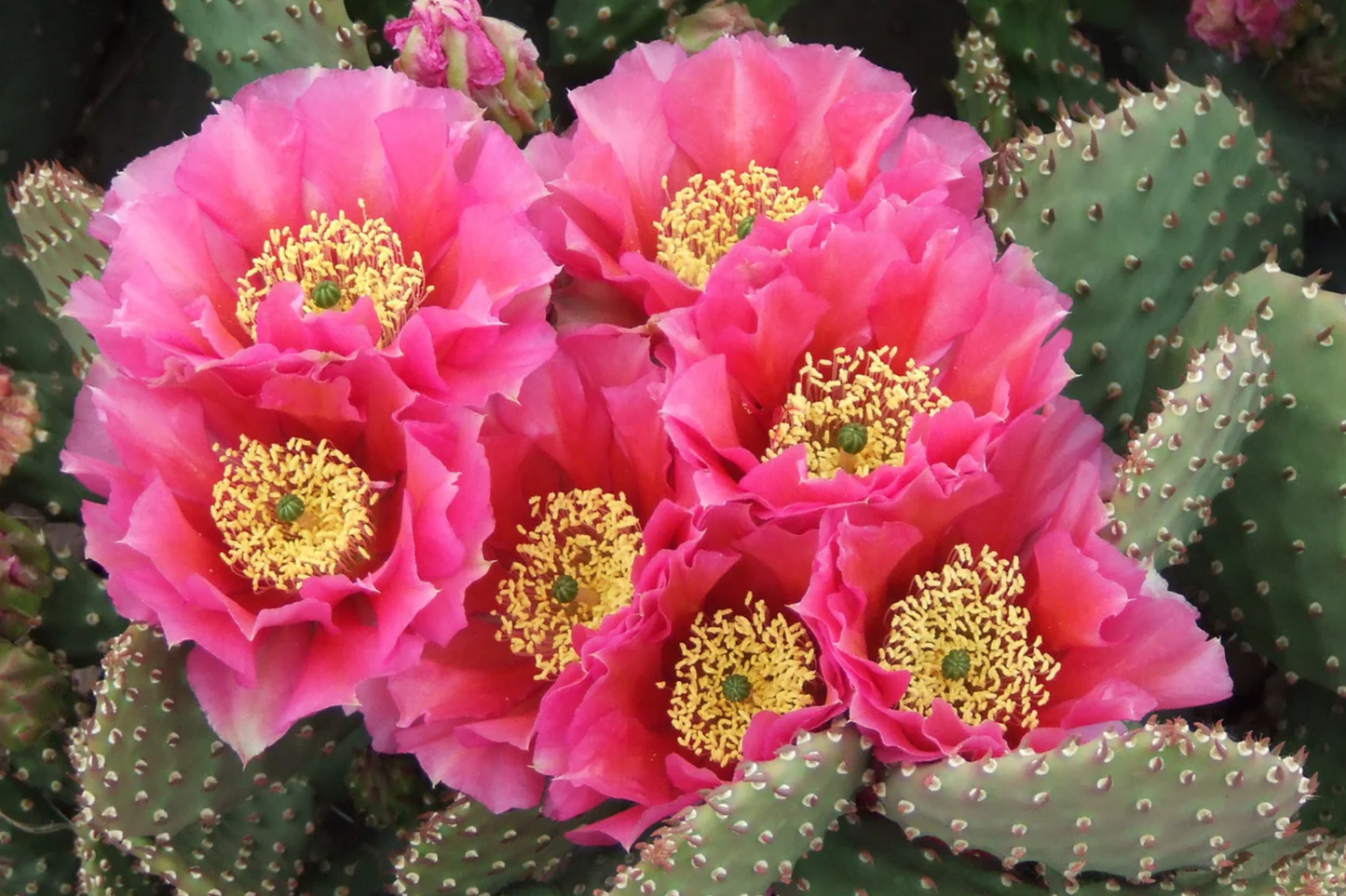 Opuntia Hybrid Watermelon Prickly Pear Cactus Rooted Cutting with Pink Blooms, Drought-Tolerant, Winter Hardy, Edible Fruit