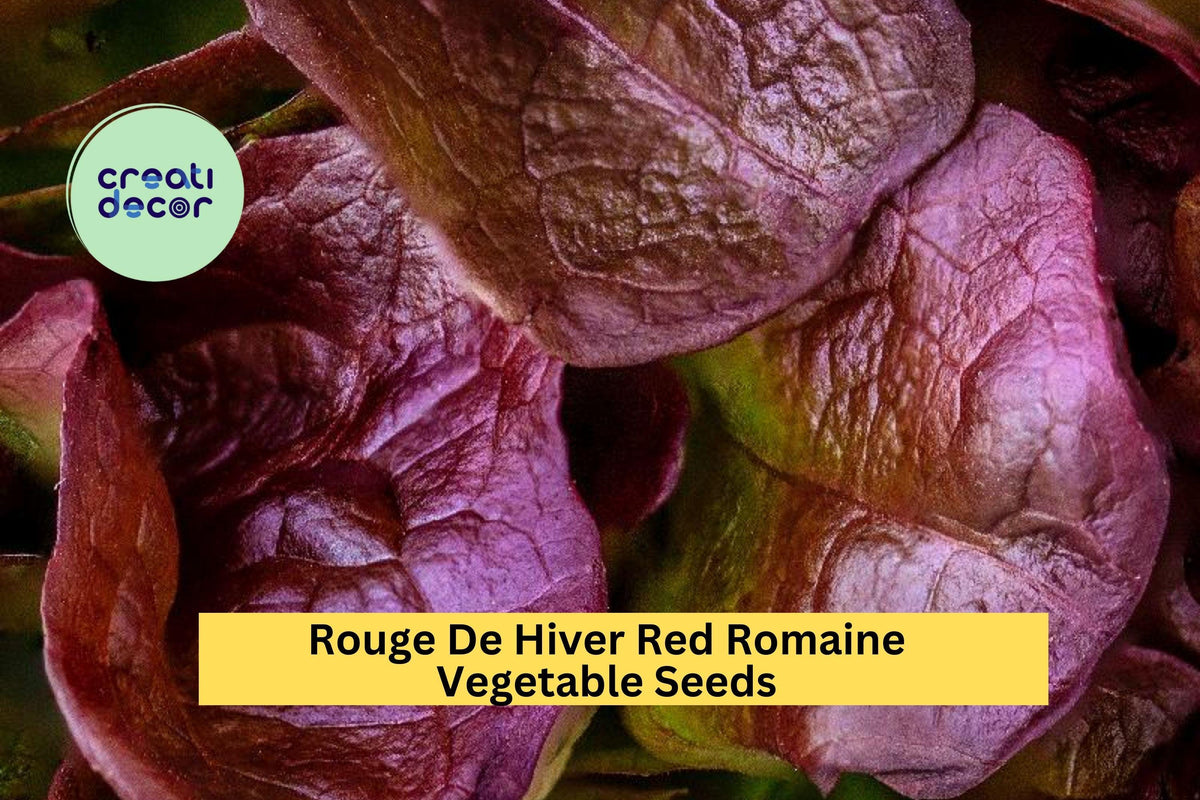 3pcs 1g Rouge De Hiver Red Romaine Lettuce Seeds - Cold Hardy Heirloom Lactuca sativa for Gardens & Raised Beds