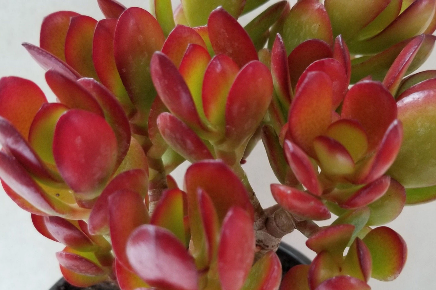 Rare Red Akai Jade Succulent Cutting - 5-6" Crassula Ovata Propagation Plant, Unique Red-Tipped Leaves