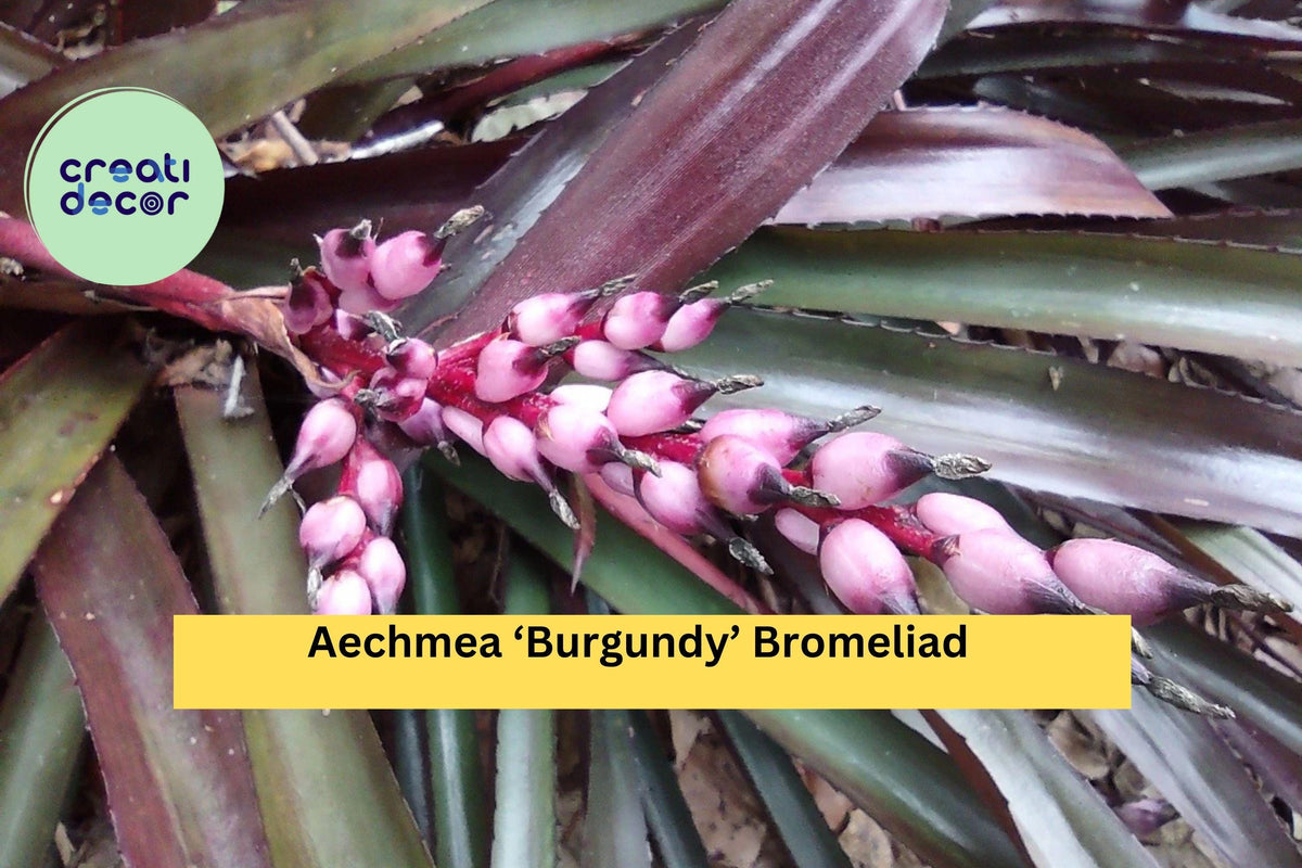 Live Aechmea ‘Burgundy’ Bromeliad Plant – Tropical Houseplant with Deep Red Foliage, Easy-Care Air Plant (Bromeliaceae)