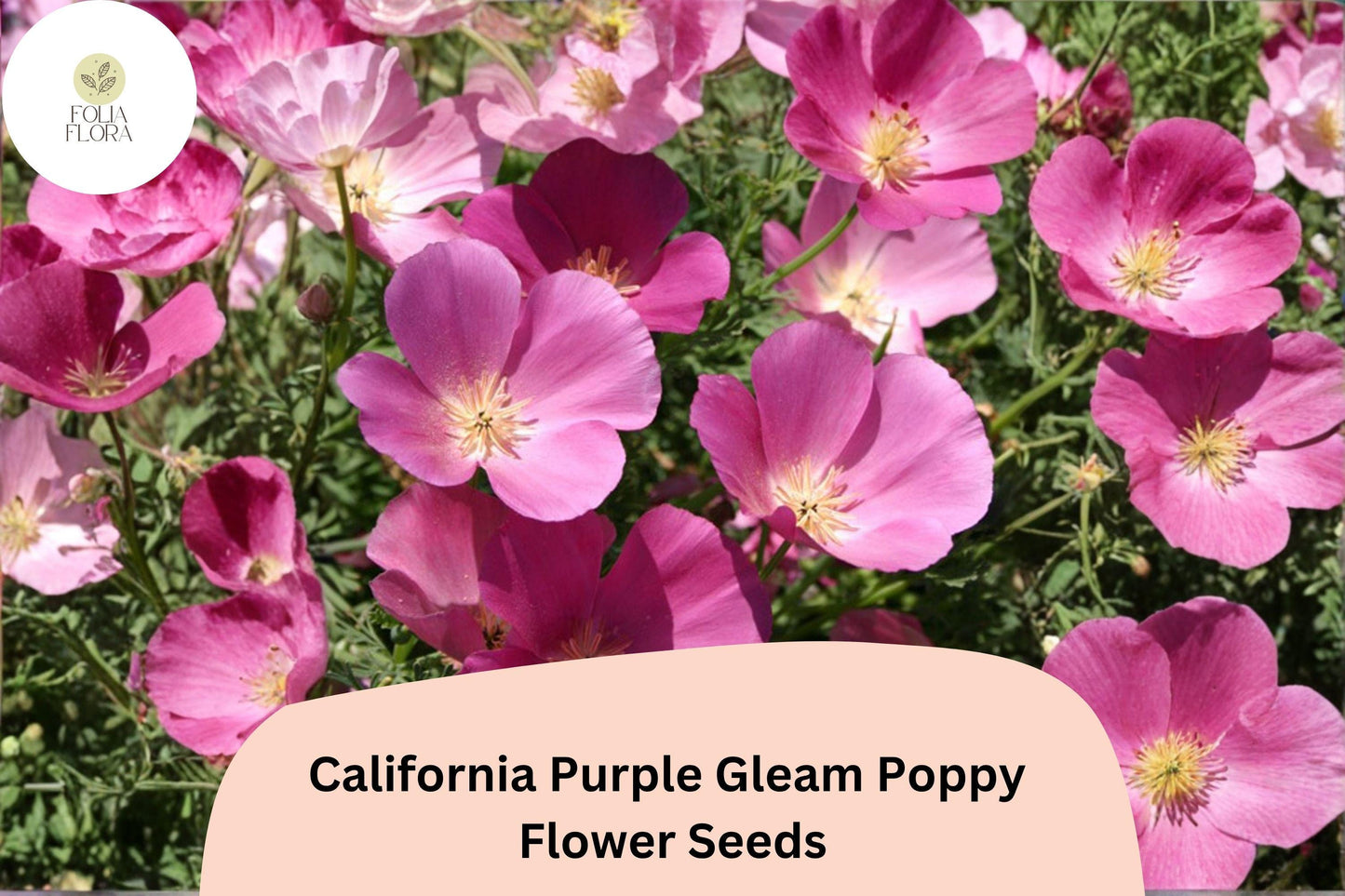 200+ California Purple Gleam Poppy Seeds - Easy Grow Wildflowers for Full Sun Gardens