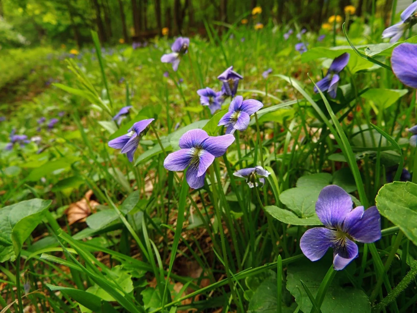 Wild Violet Live Plants – 20 Starter Viola sororia Ground Cover, Edible Flowers, Native Perennial for Shade Gardens & Lawns