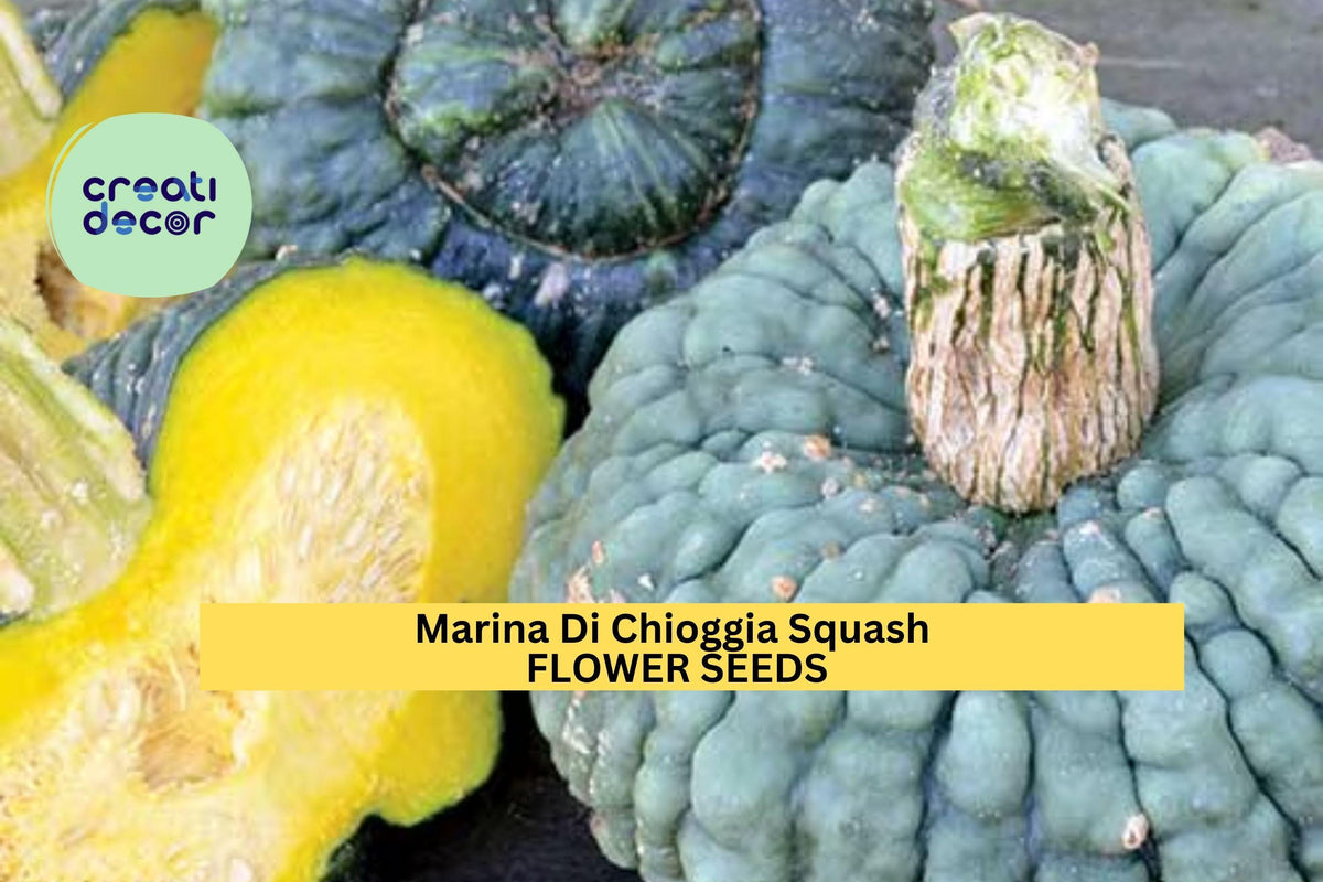 25+ Marina Di Chioggia Squash Seeds – Heirloom Warted Winter Squash with Sweet Nutty Flesh for Cooking