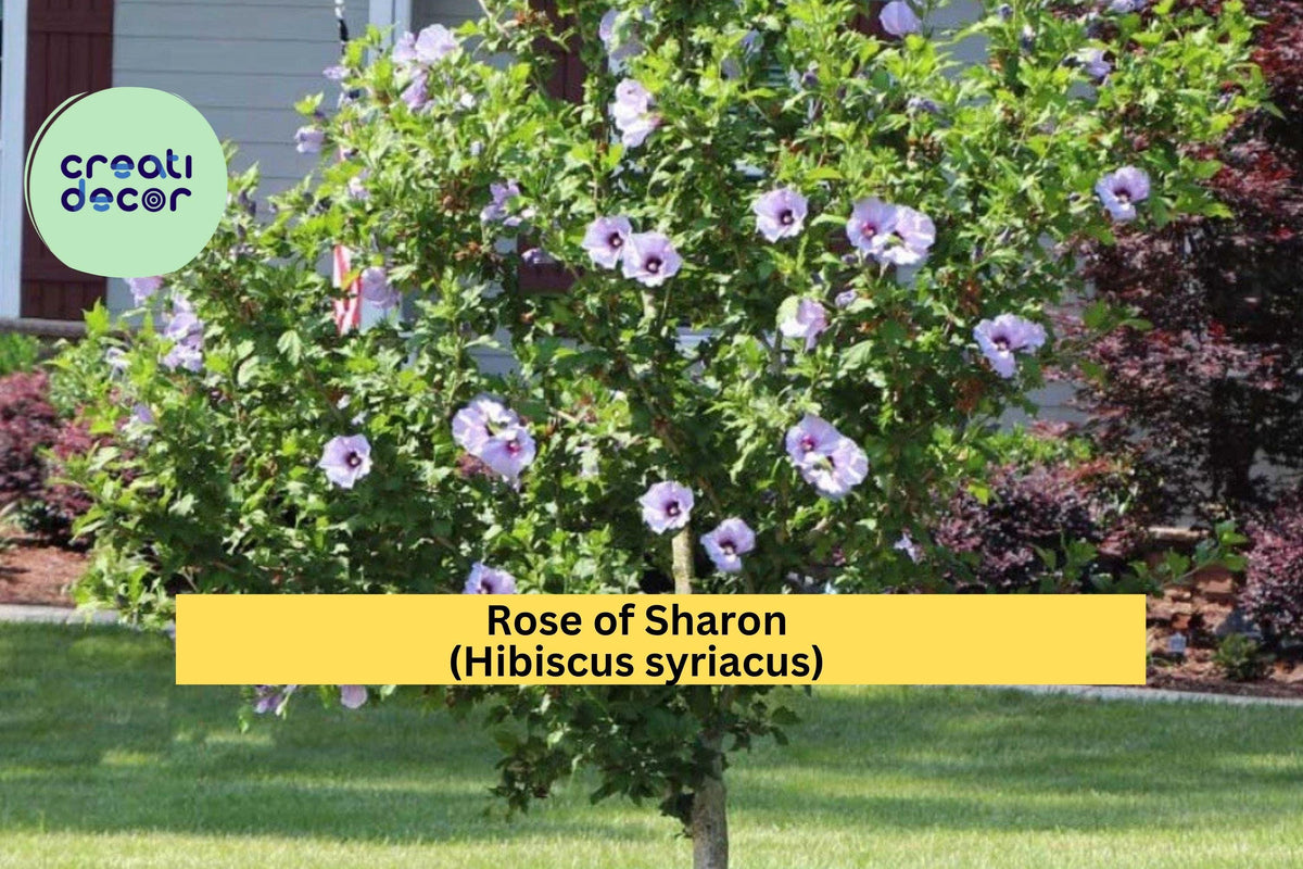 Rose of Sharon Starter Plants - 5 Bare Roots, Hardy Flowering Shrubs, Hibiscus syriacus, Summer Blooms, Zones 5-9