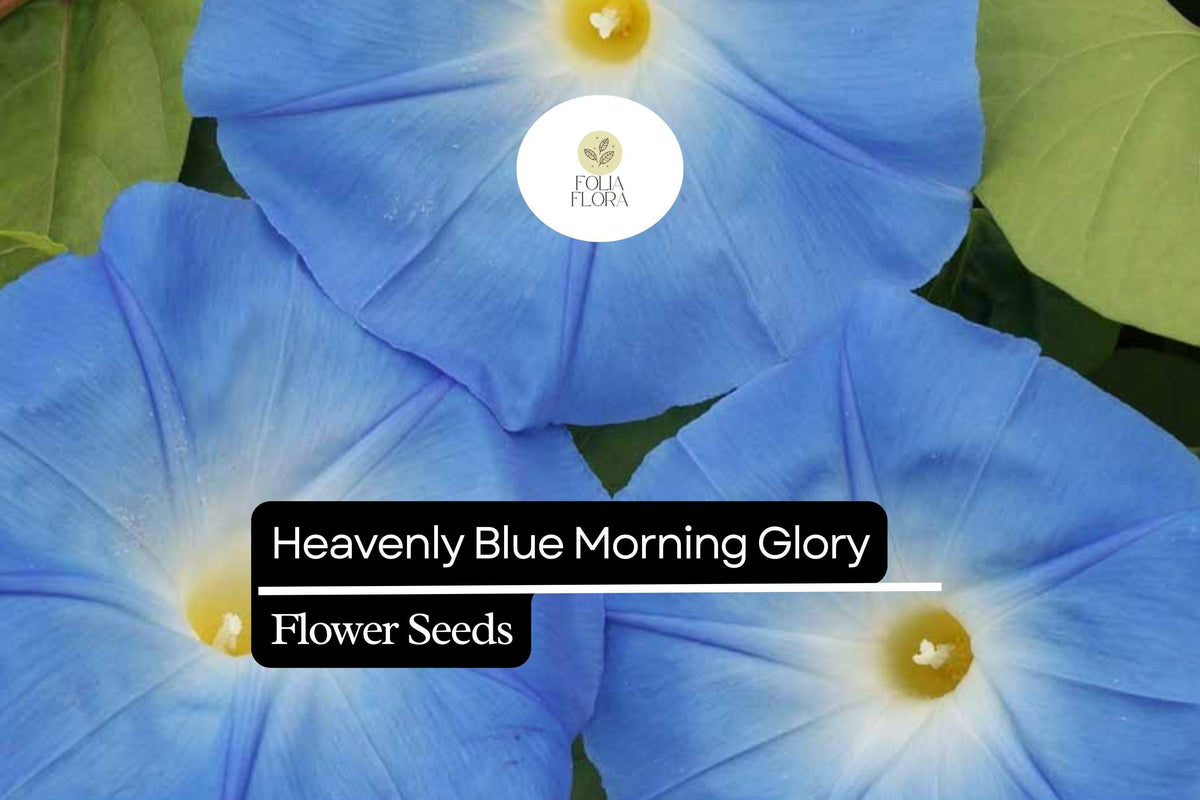 Heavenly Blue Morning Glory Vine - Sky Blue Flowers, Pollinator-Friendly Climbing Plant, Ipomoea tricolor