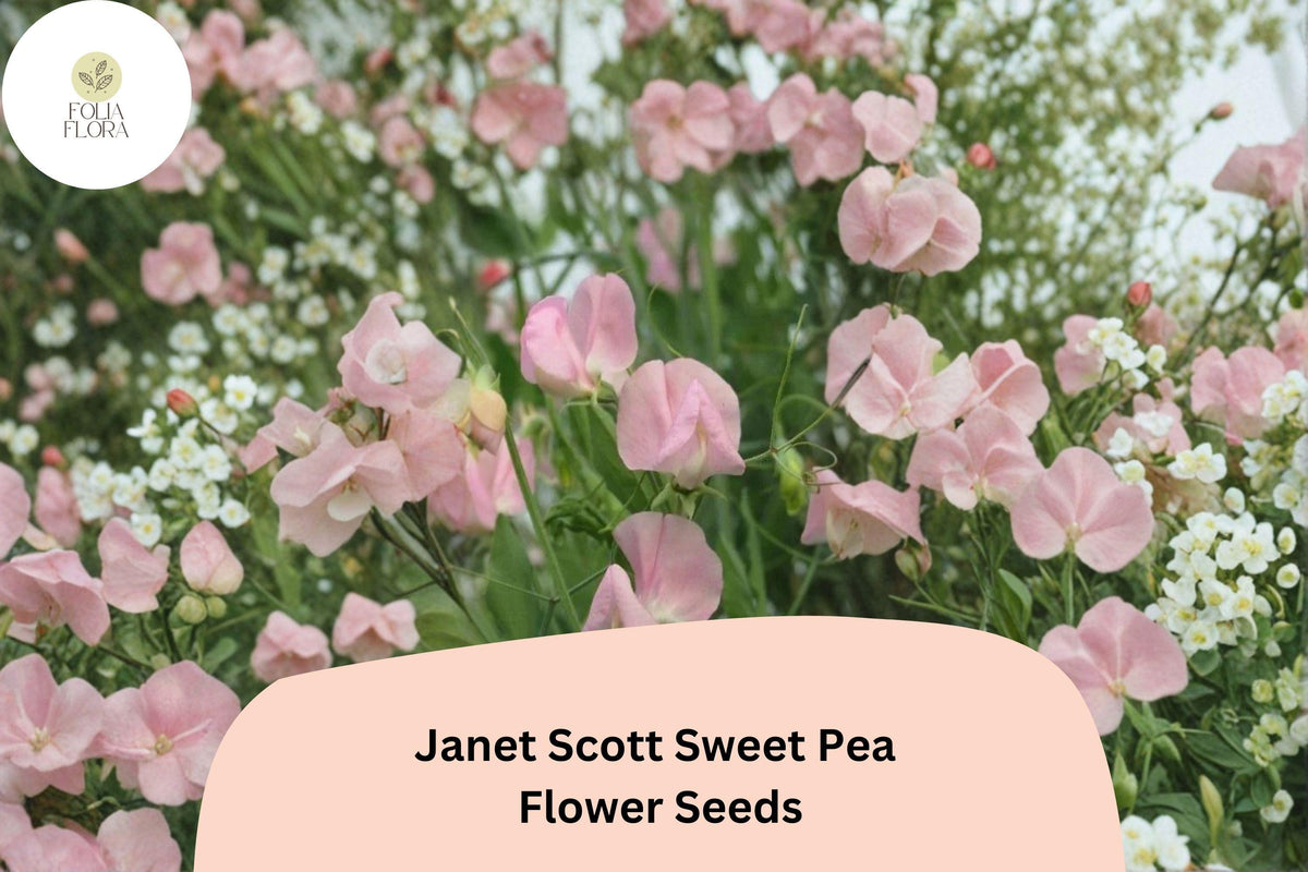 Sweet Pea Seeds | 50+ Janet Scott Pink Fragrant Flowers | Lathyrus odoratus | Climbing Annual for Garden Trellis & Fences