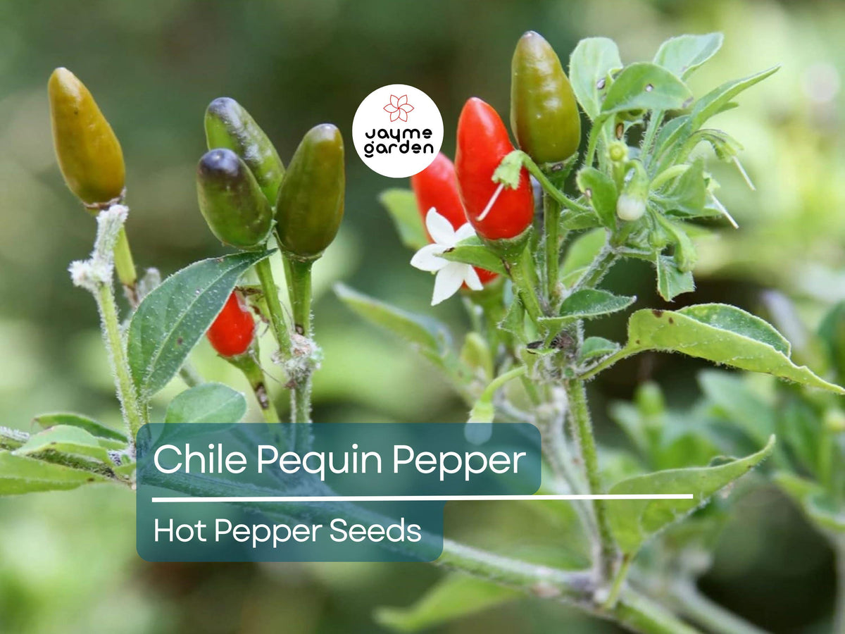 Hot Chile Pequin Pepper Seeds 250mg | Heirloom Compact Variety | Spicy Red Peppers for Salsas | Capsicum annuum