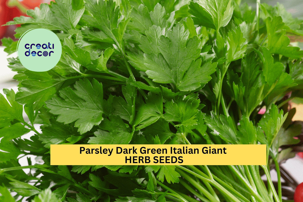 Italian Giant Parsley Seeds - 3pcs x 1g Heirloom Herb, Dark Green Leaves, Petroselinum crispum for Garden & Culinary Use