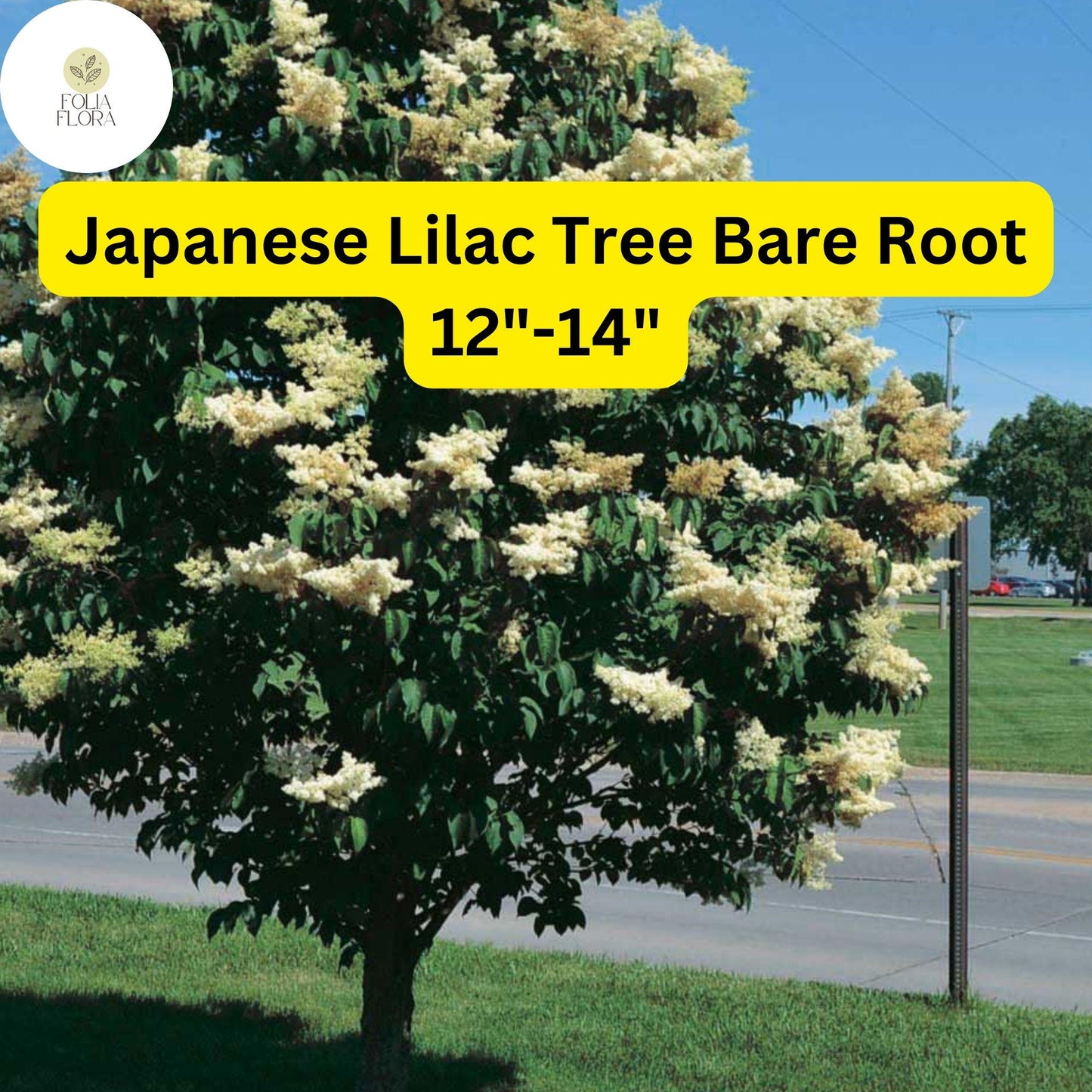Syringa reticulata Japanese Lilac Tree 12-14" Bare Root Plant for Zones 3-7 - Hardy Ornamental Flowering Tree