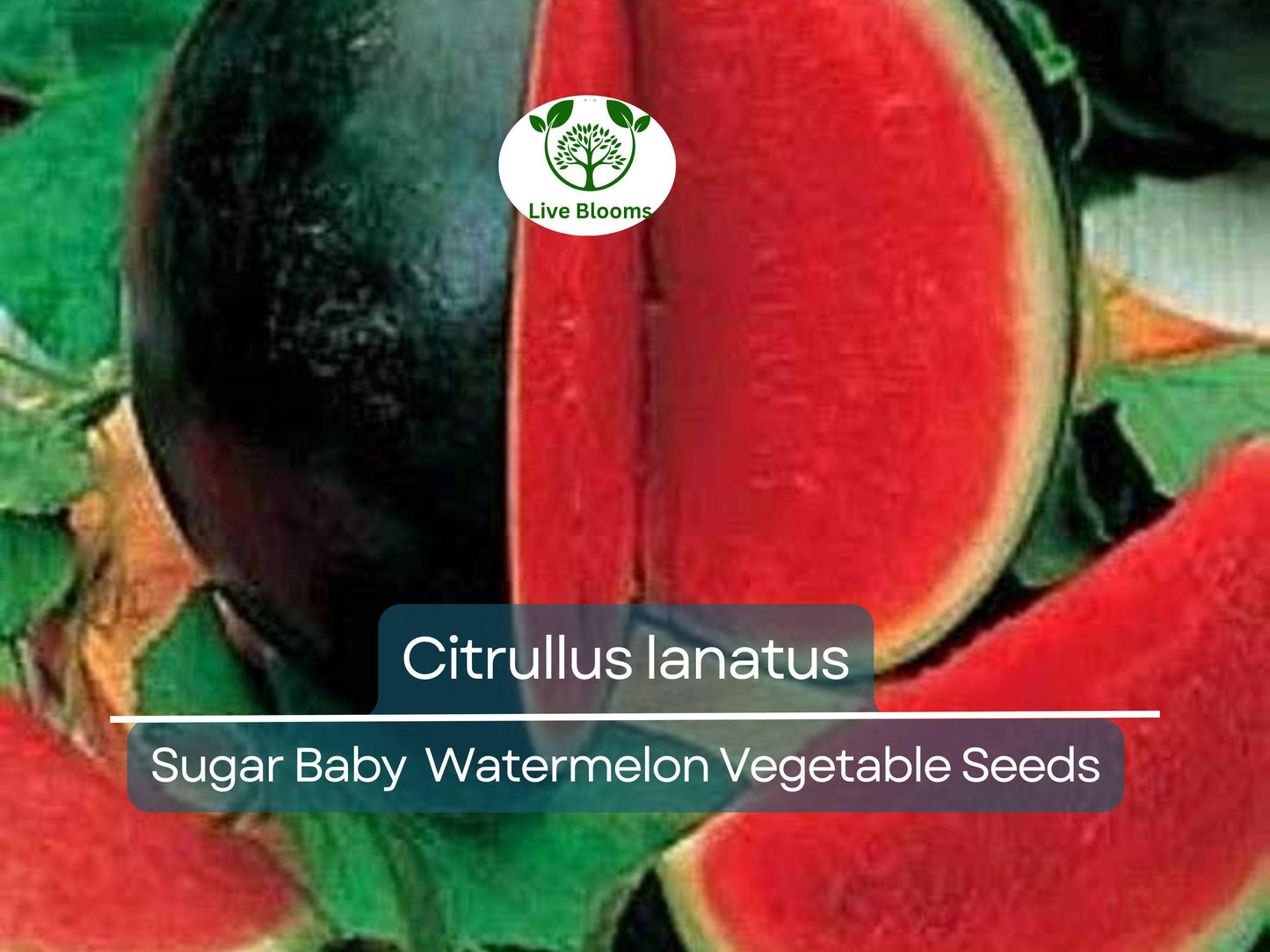 Sugar Baby Watermelon Seeds 1000 mg - Heirloom Small Sweet Juicy Melons for Small Gardens